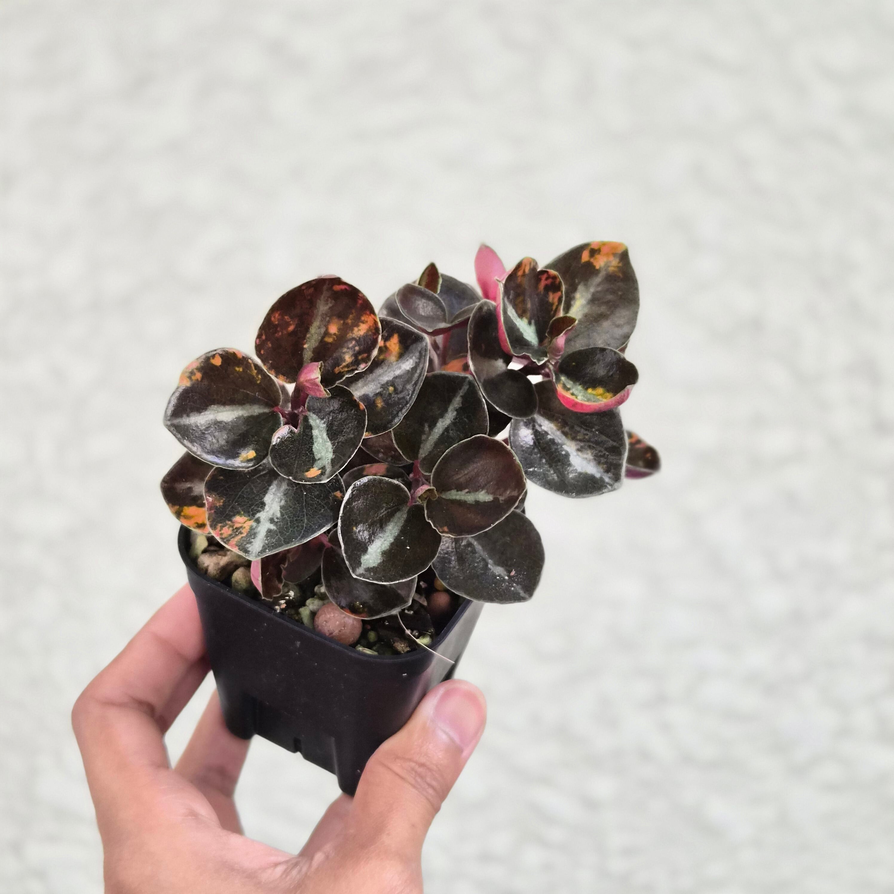 ②《Peperomia Metalica Orange Variegated》ペペロミア メタリカ オレンジ斑 観葉植物 /ポット発送