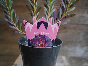 【現物】リューカデンドロン　”Devils Blush”