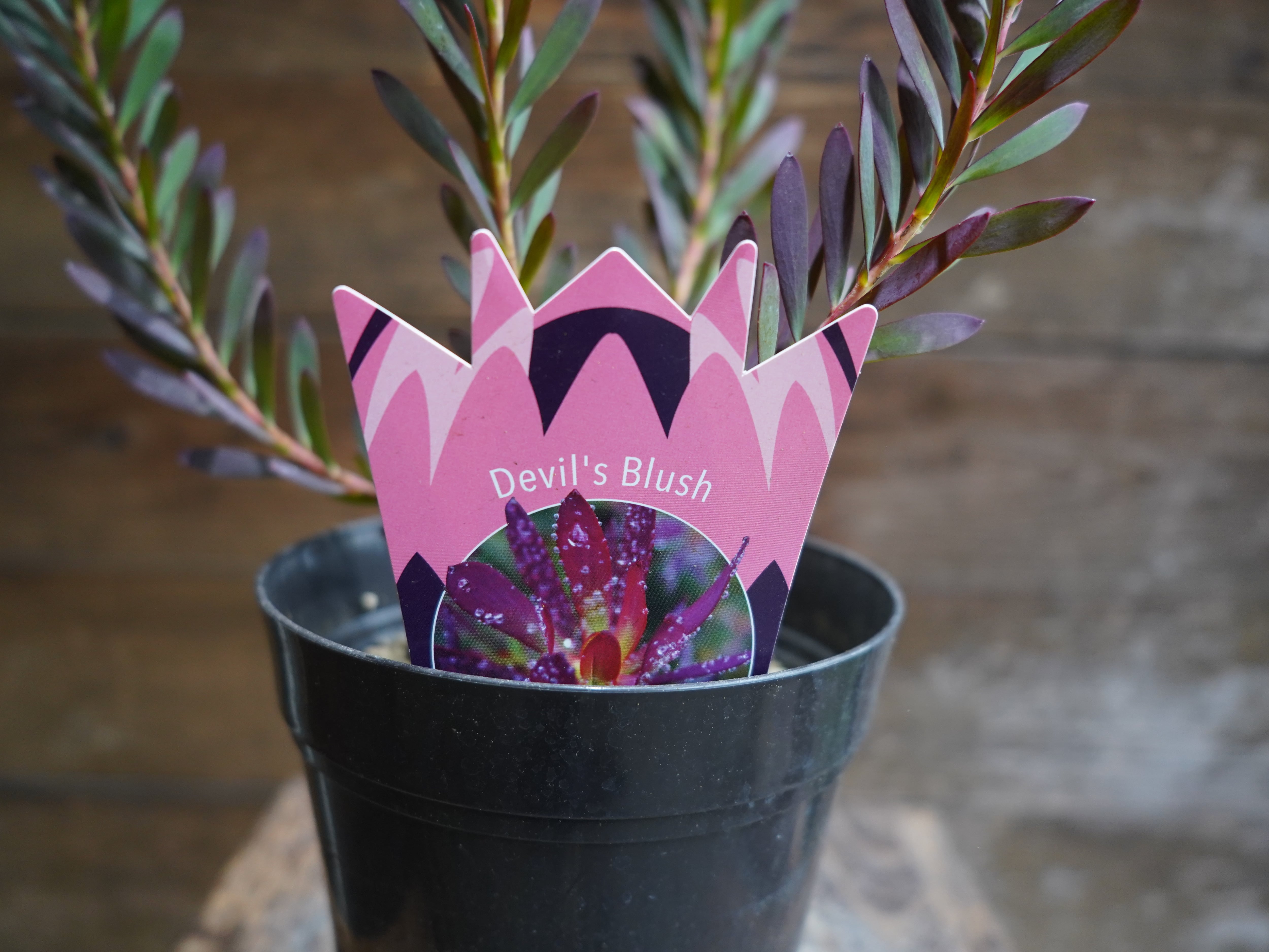 【現物】リューカデンドロン　”Devils Blush”