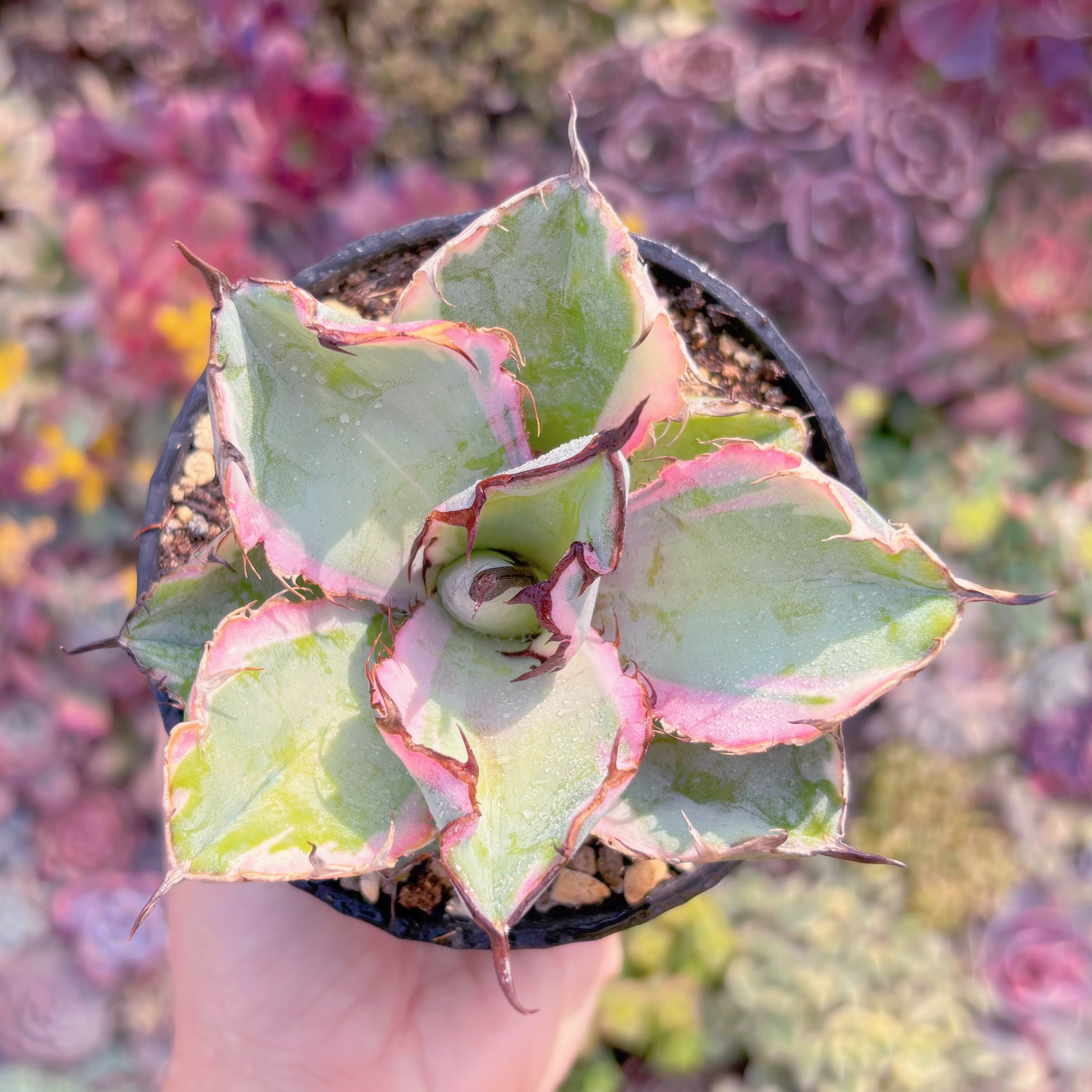 現品　ブラックアンドブルー(BB)覆輪錦#F041　希少　新入荷　るる農園