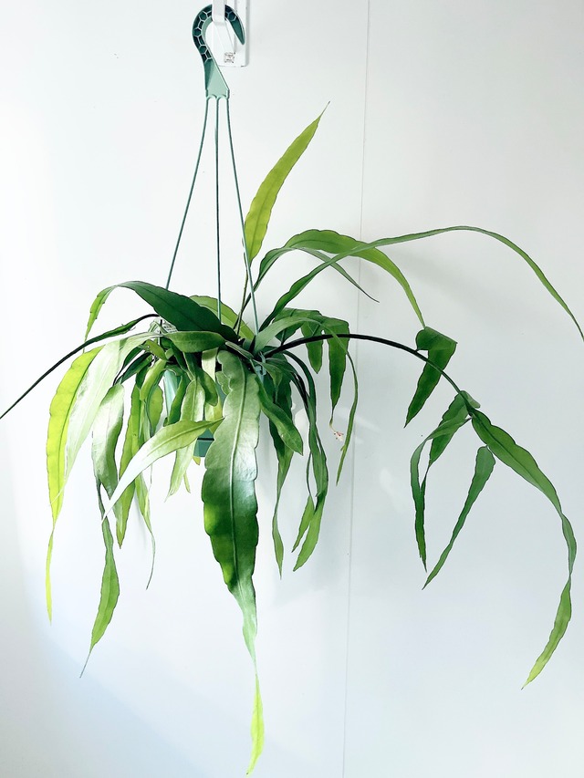 開花期 エピフィラム プミラム 花芽付き ハンギング 観葉植物 calm cafe