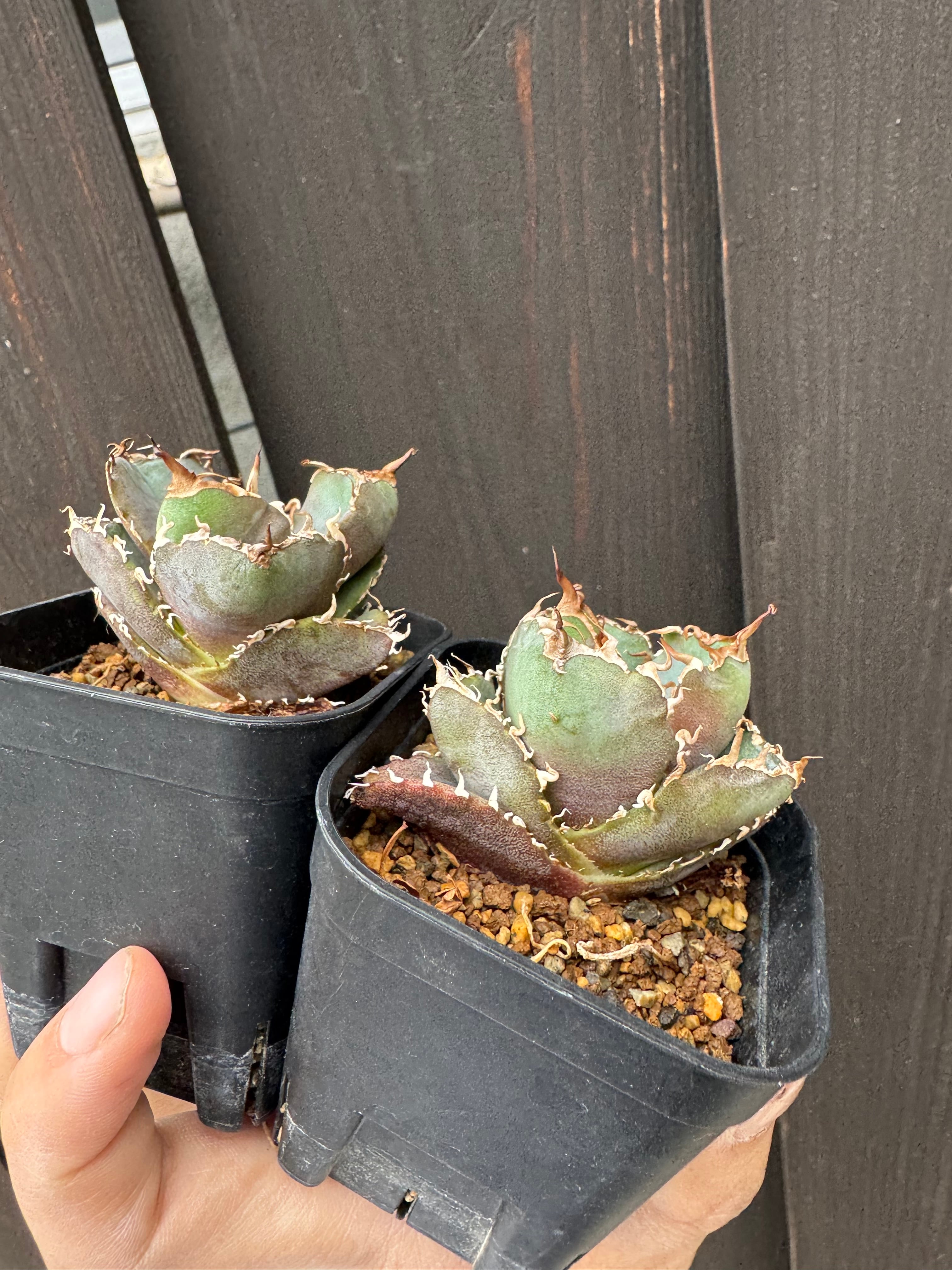 新着】Agave titanota【最高の国内TC苗/1点をランダム配送】アガベ