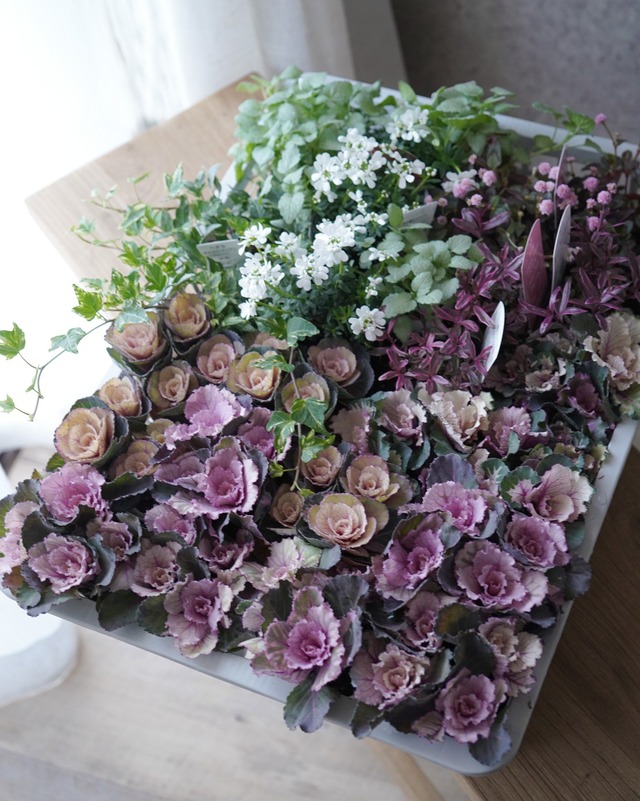 【花苗セット】簡単！優しいベビーピンク色のシンプルハボタンリース苗セット（35cm用）