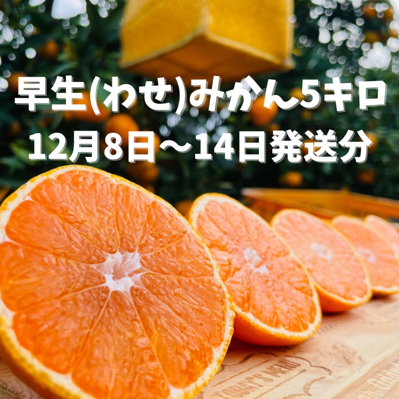 【12月8日-14日発送分】通販の虎早生みかん(5kg)