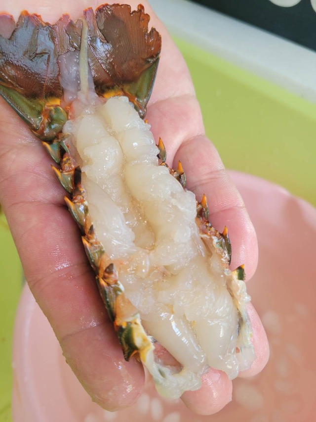 【年末感謝価格中！】活伊勢海老 大（500g前後）1尾 | 伊勢海老 生 生きたまま発送 伊勢えび 活き 伊勢エビ 伊勢海老 刺身 新鮮 伊勢えび 活 伊勢エビ 直送 伊勢海老 お取り寄せ  訳あり 千葉県産