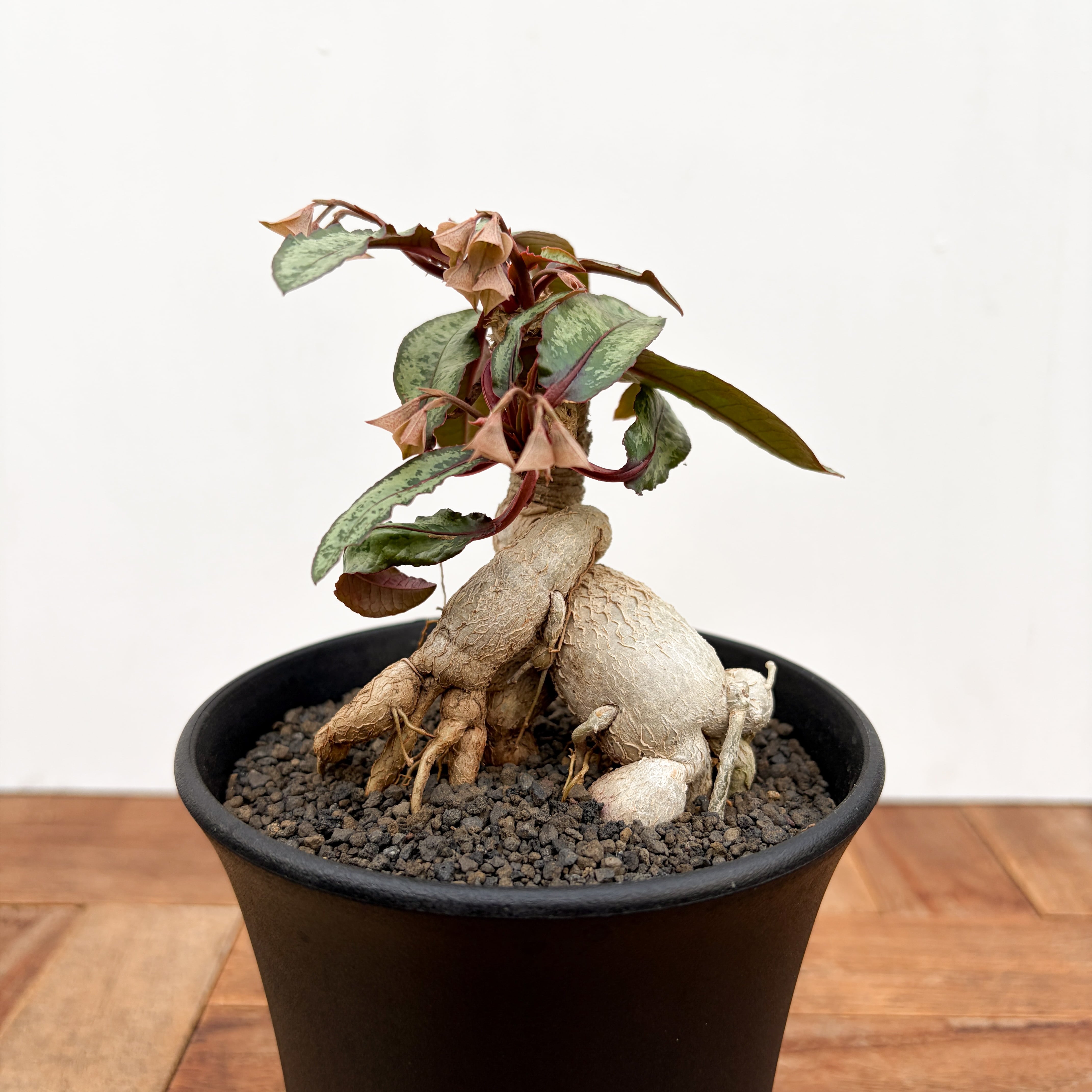 Euphorbia brevirama【ユーフォルビア・ブレビラマ】 | RIMO'S GREEN