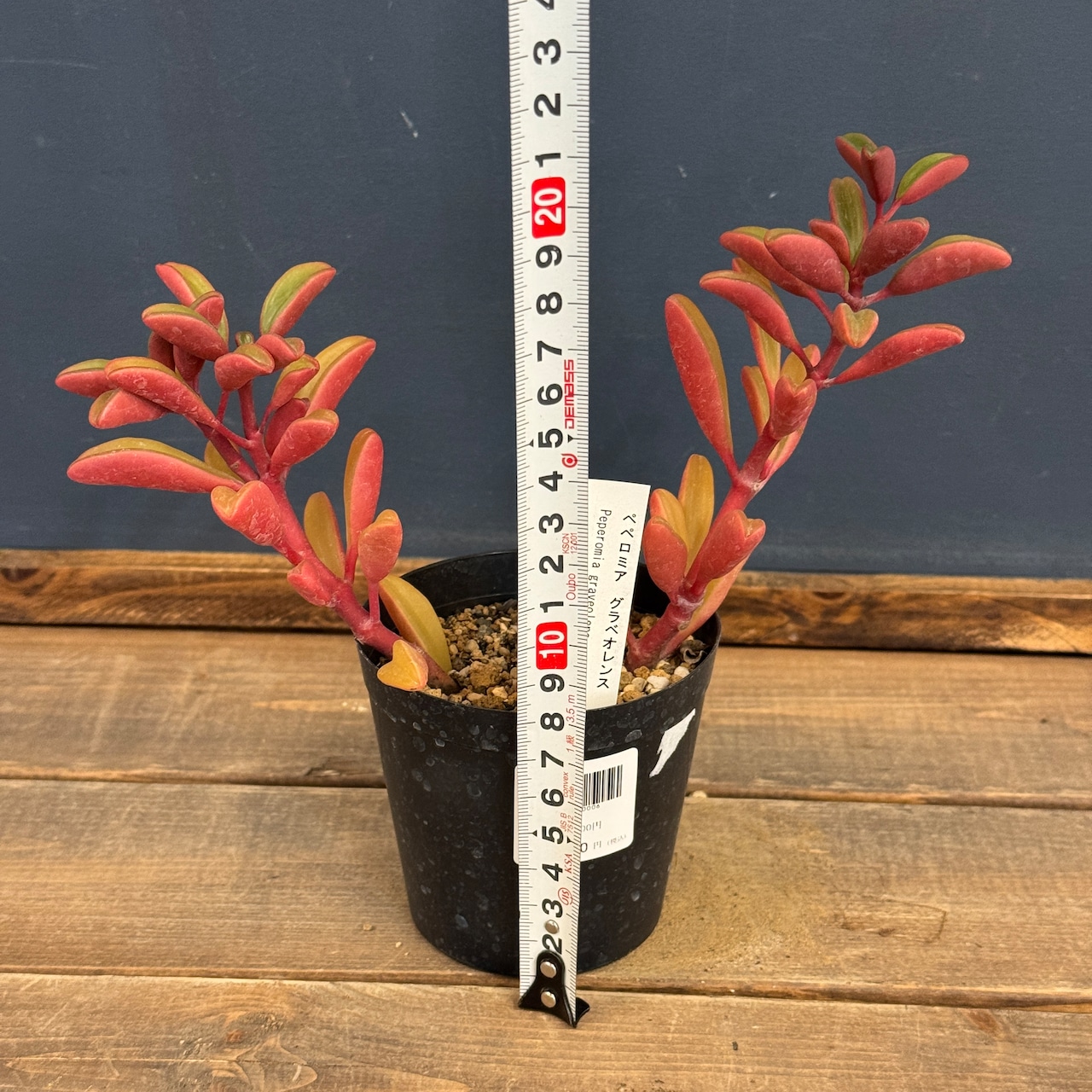 ペペロミア グラベオレンス【884】