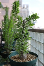 2026.05019_フォークイエリア・プルプシー | Fouquieria purpusii _003