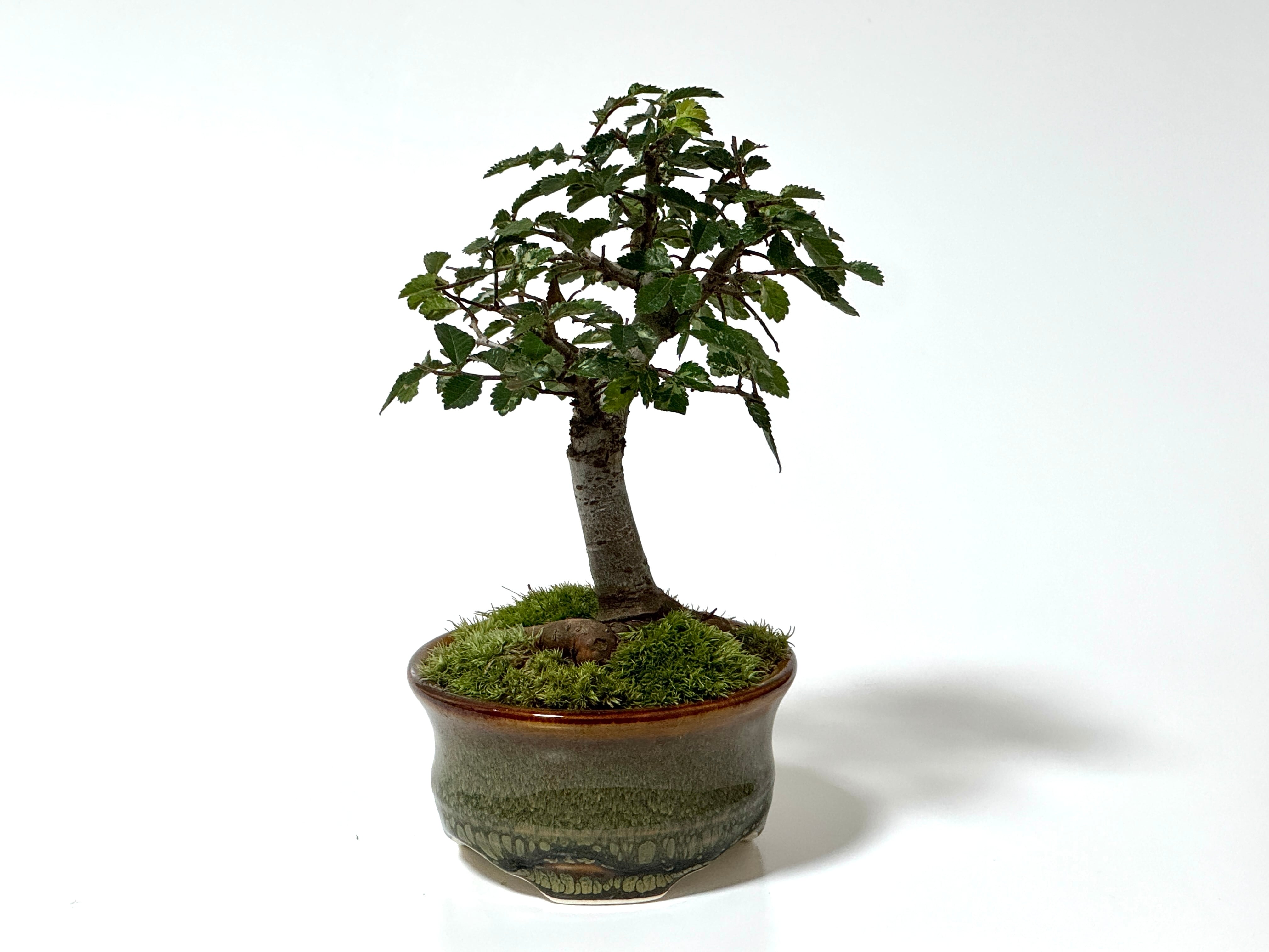 石化檜（Petrified hinoki） | 369 BONSAI™︎