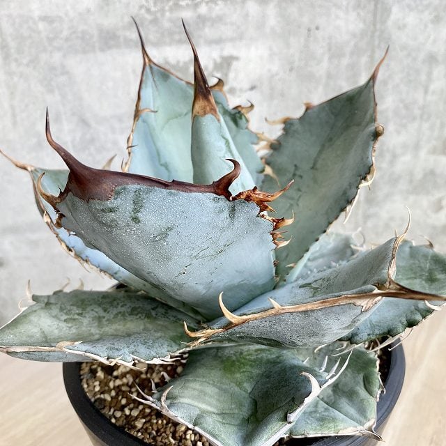 agave titanota whiteice/アガベ チタノタホワイトアイス 【観葉植物 ...