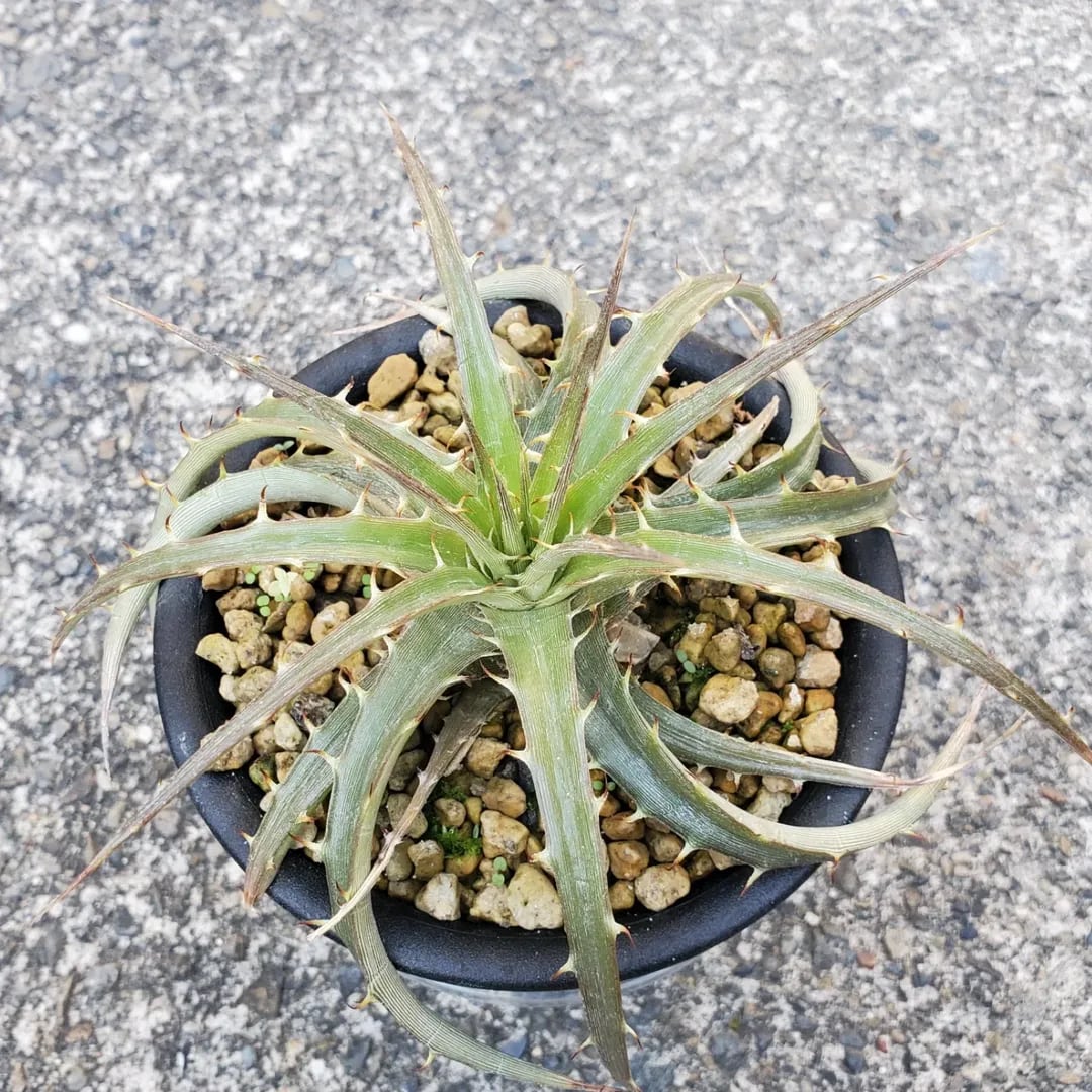 レアプランツ通販サイトPlants Maniax（プランツ・マニアックス）