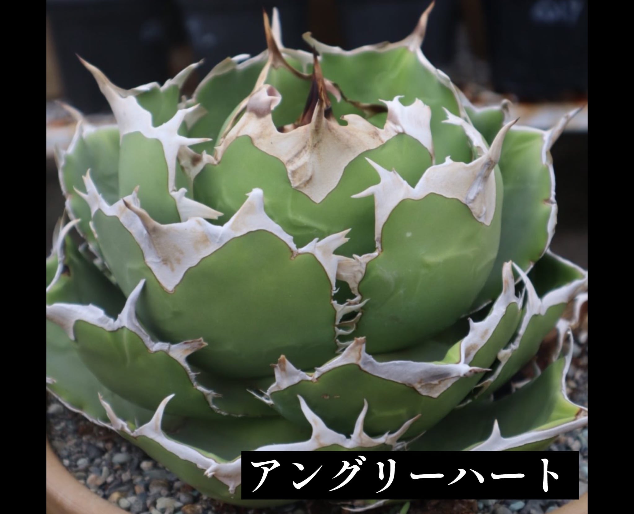 は*く様 F11216★オークション販売★イラン産 アガベ チタノタ アングリー は*く様 F11216☆オークション販売☆イラン産 アガベ チタノタ アングリー