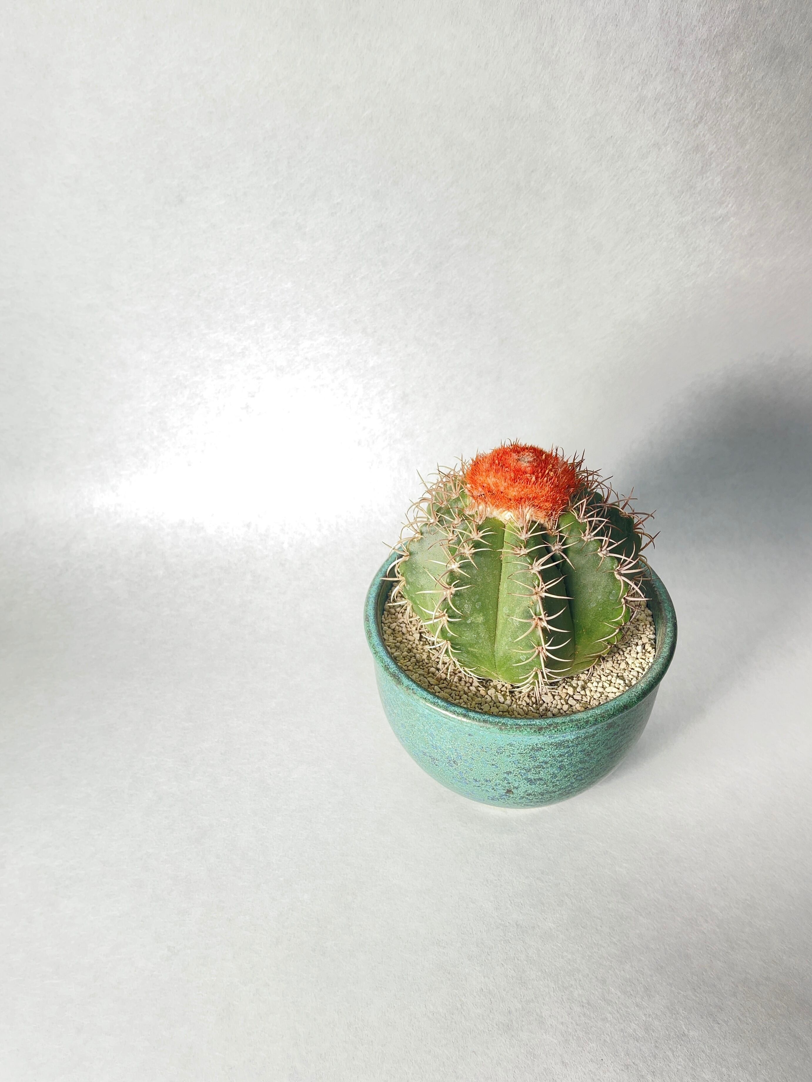 メロカクタス・朱雲 | trigger