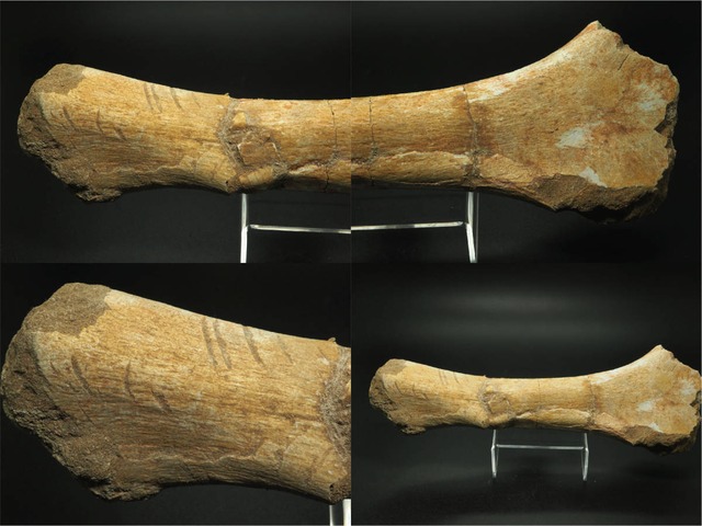 噛み跡のついた骨の化石【約310 mm】【844 g】モロッコ王国産/歯/牙/恐竜
