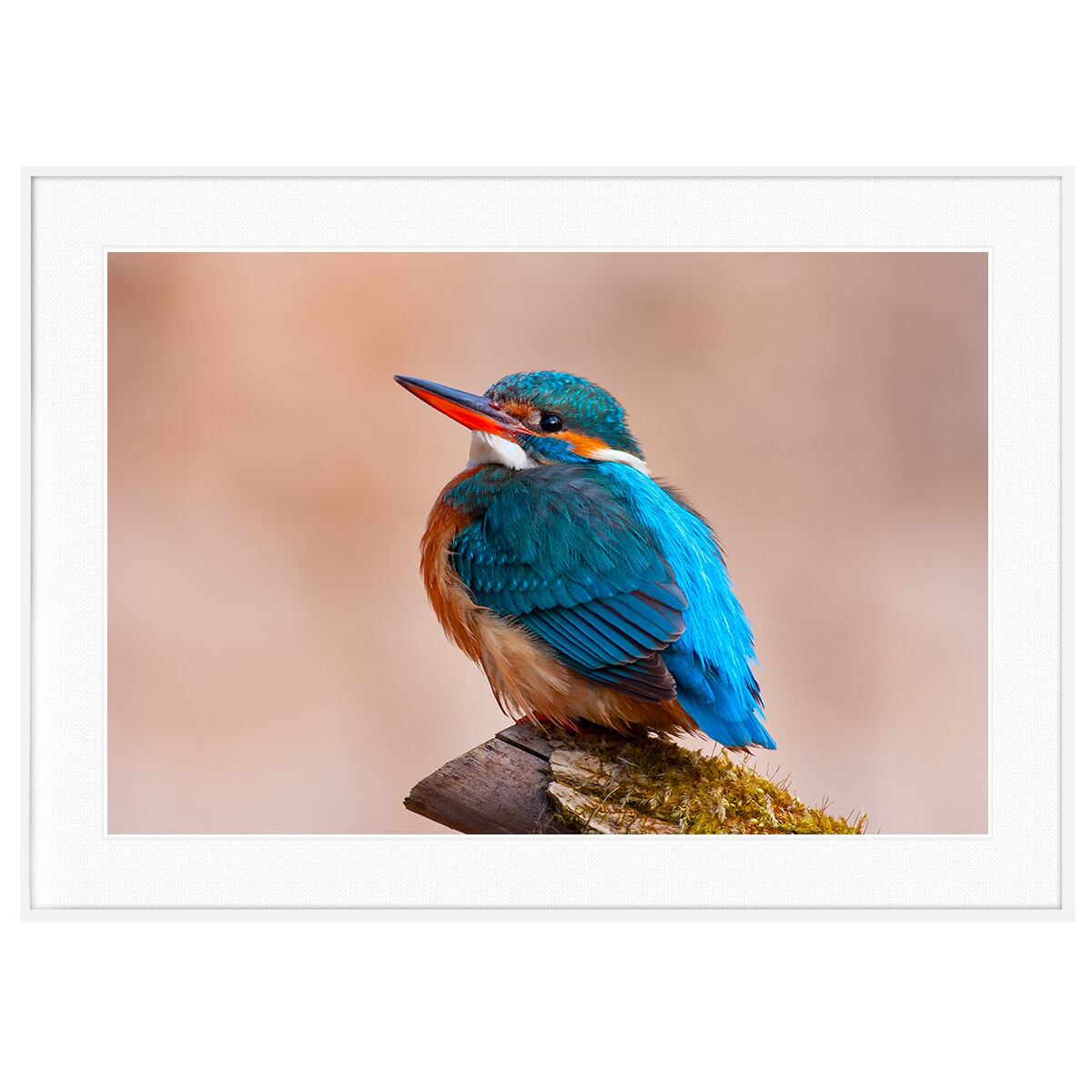 動物写真 鳥 カワセミ インテリアアートポスター額装 AS3177