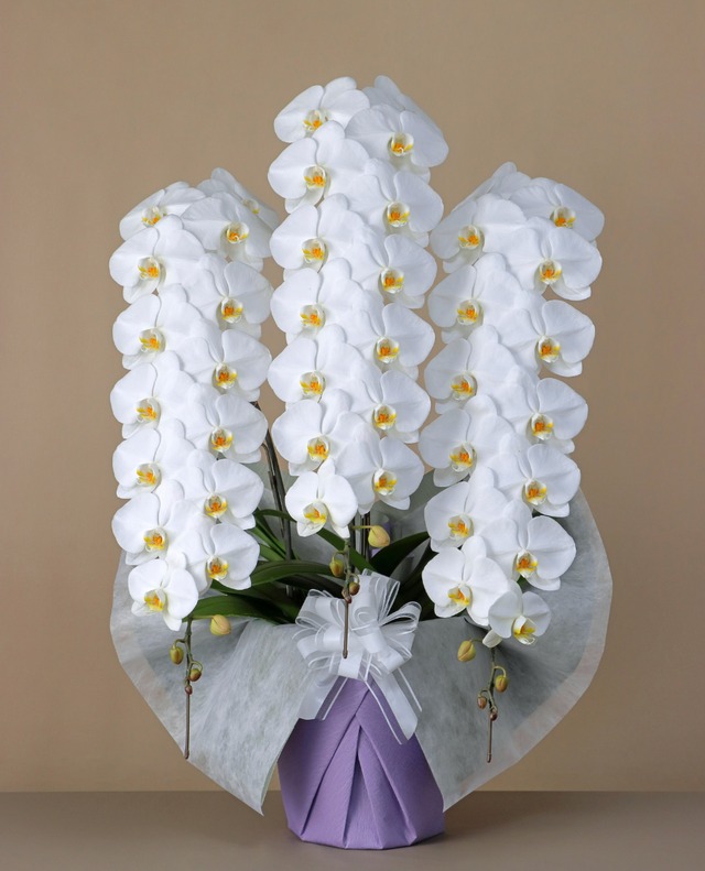 【法事・法要】3本立　ロングPlus（48輪～51輪程度）　【故人を偲ぶ特別な清らかさ】圧倒的なボリュームと品格を兼ね備えた一鉢に仕上げました。法要や仏壇への、特別な供花に最適です。