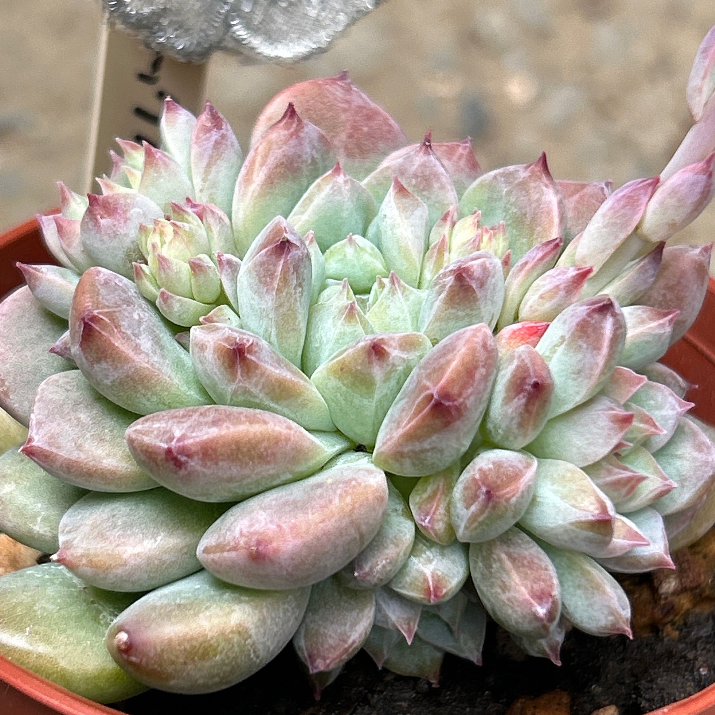 ピンクアレックス | RuPo 多肉植物専門店