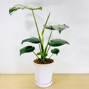 モンステラ　デリシオーサ　 [観葉植物•1点もの]　