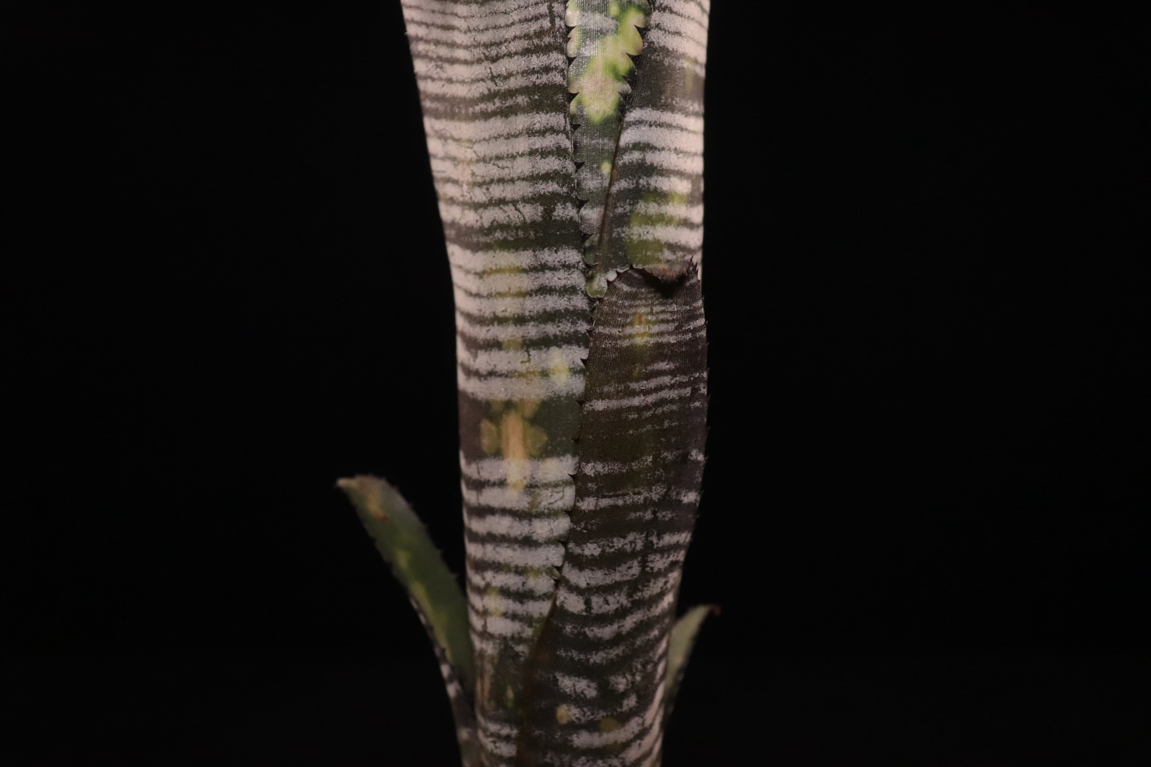 reserved】Billbergia 'Youtube'〔ビルベルギア〕現品発送B0297