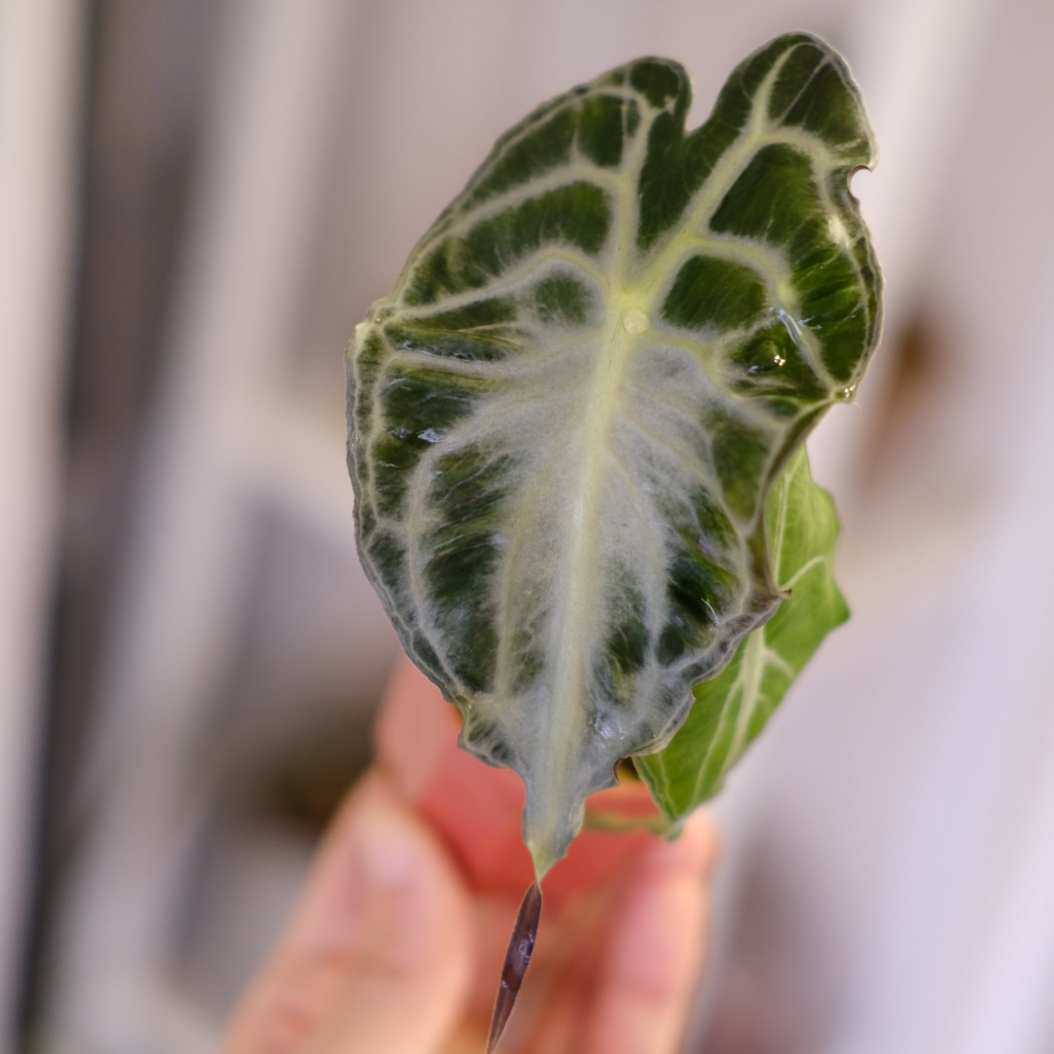 アロカシア ヴェノム Alocasia 'Venom' 管理番号s238 アロカシア ヴェノム Alocasia 'Venom' 管理番号s264 - メルカリ