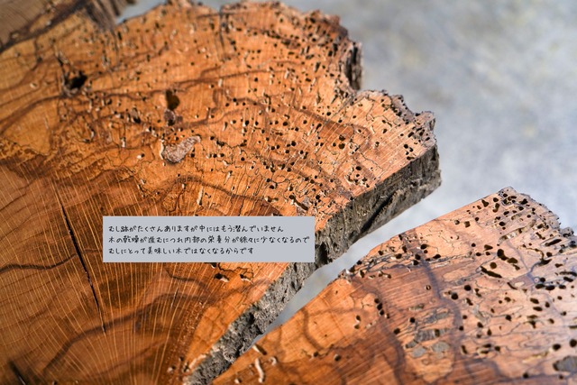 スポルテッド樫の輪切り一枚板 ローテーブル