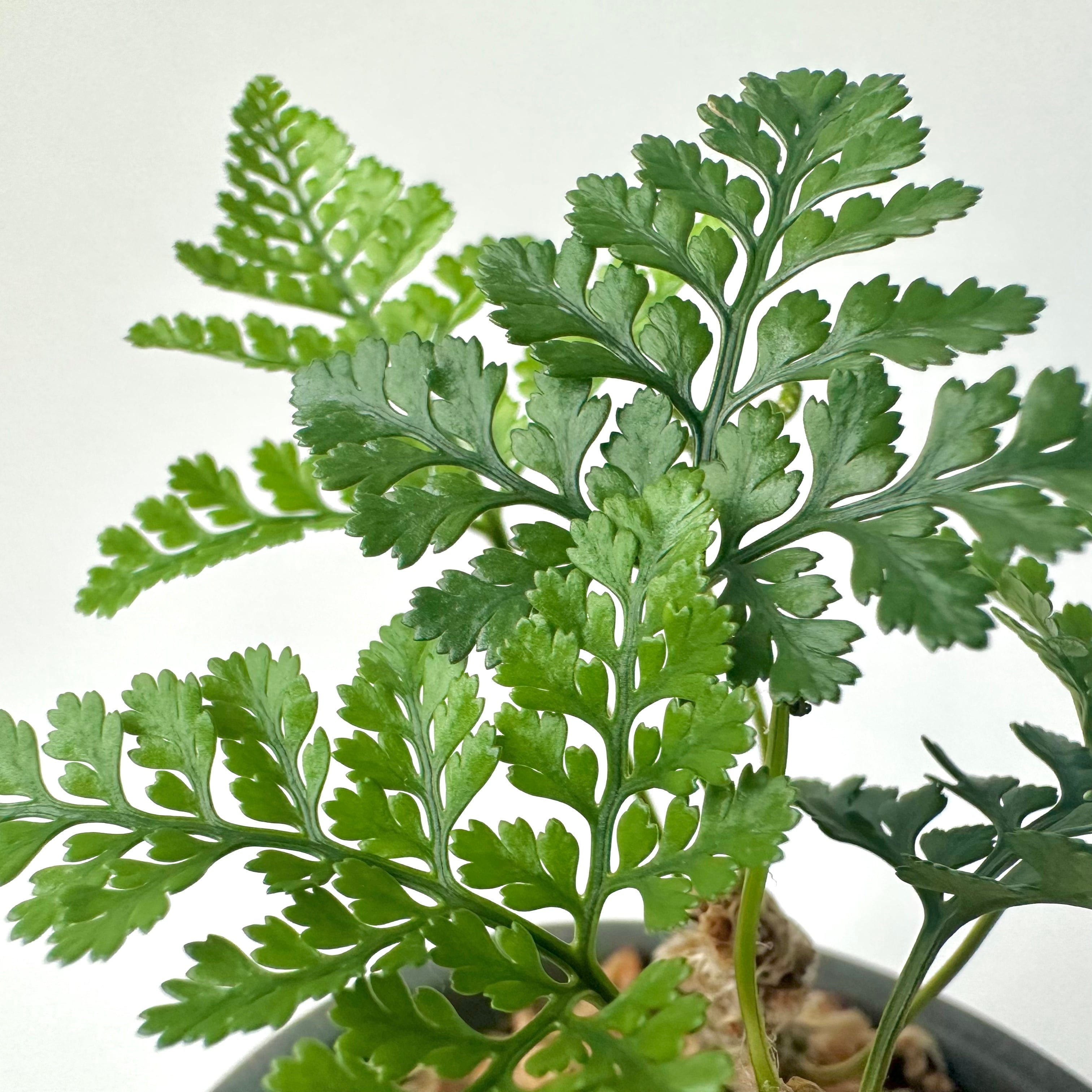トキワシノブ｜Table Size | 白昼堂々. - 観葉植物専門のEC通販サイト