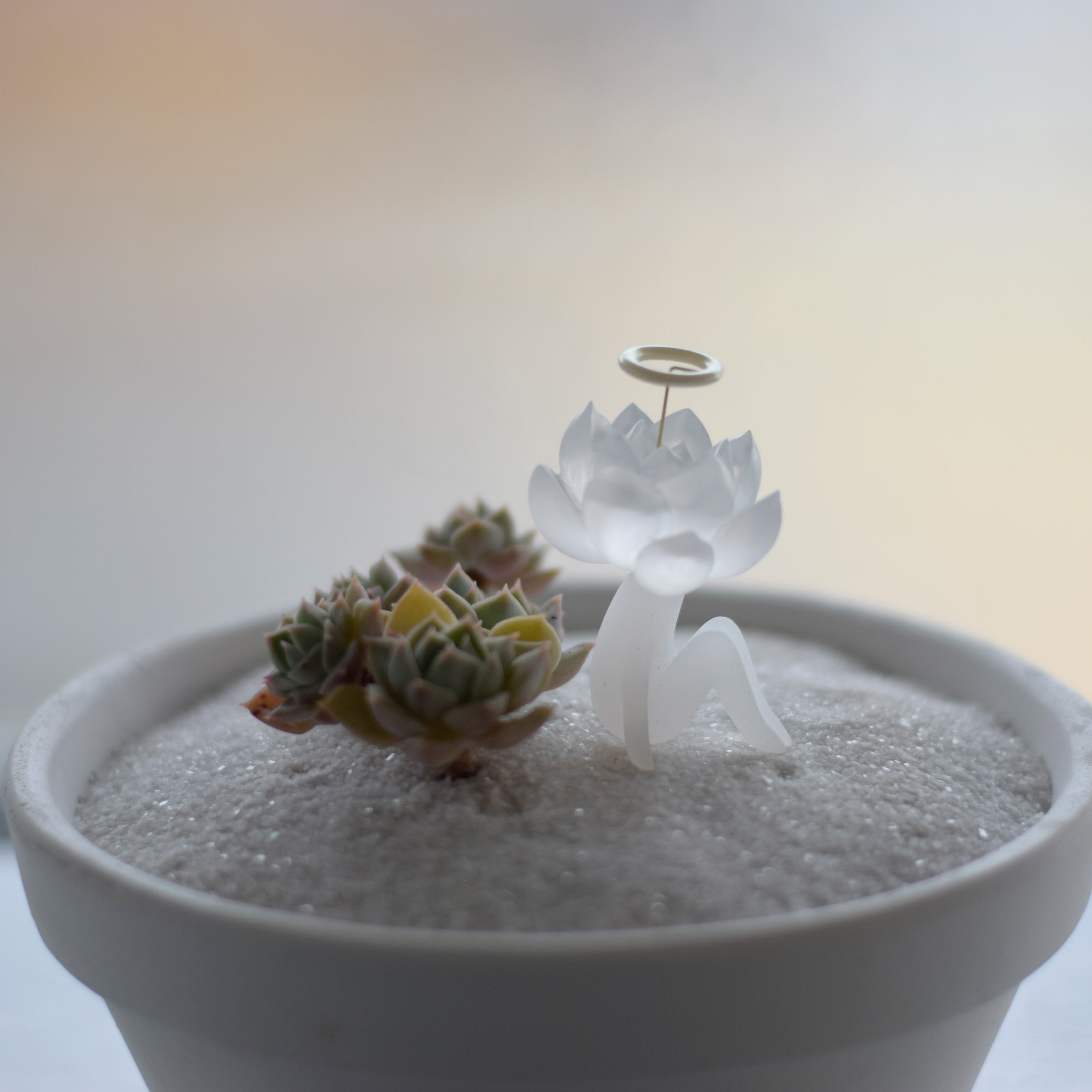 サキュレント（多肉植物）とサキュ天使 | Sabotensi