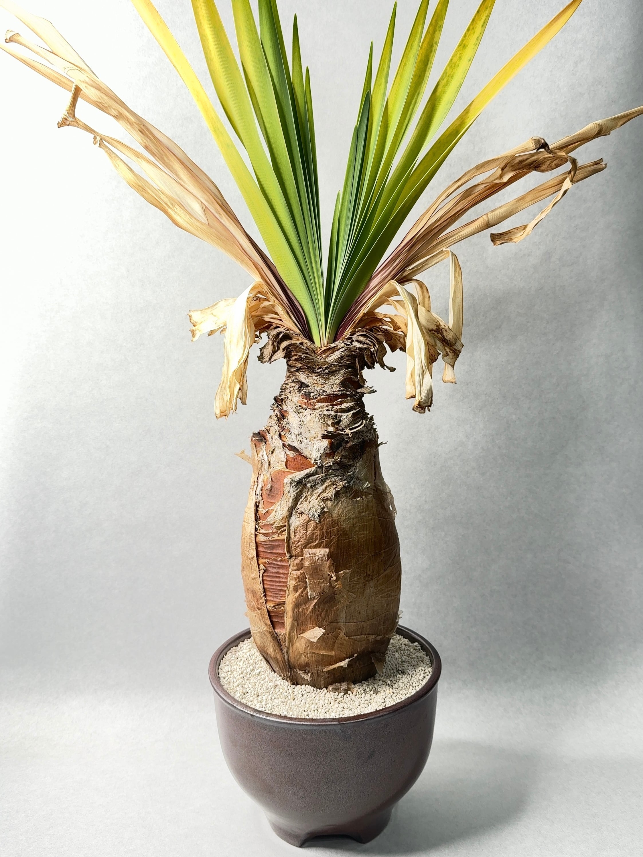 ブーファン・ディスティチャ | trigger