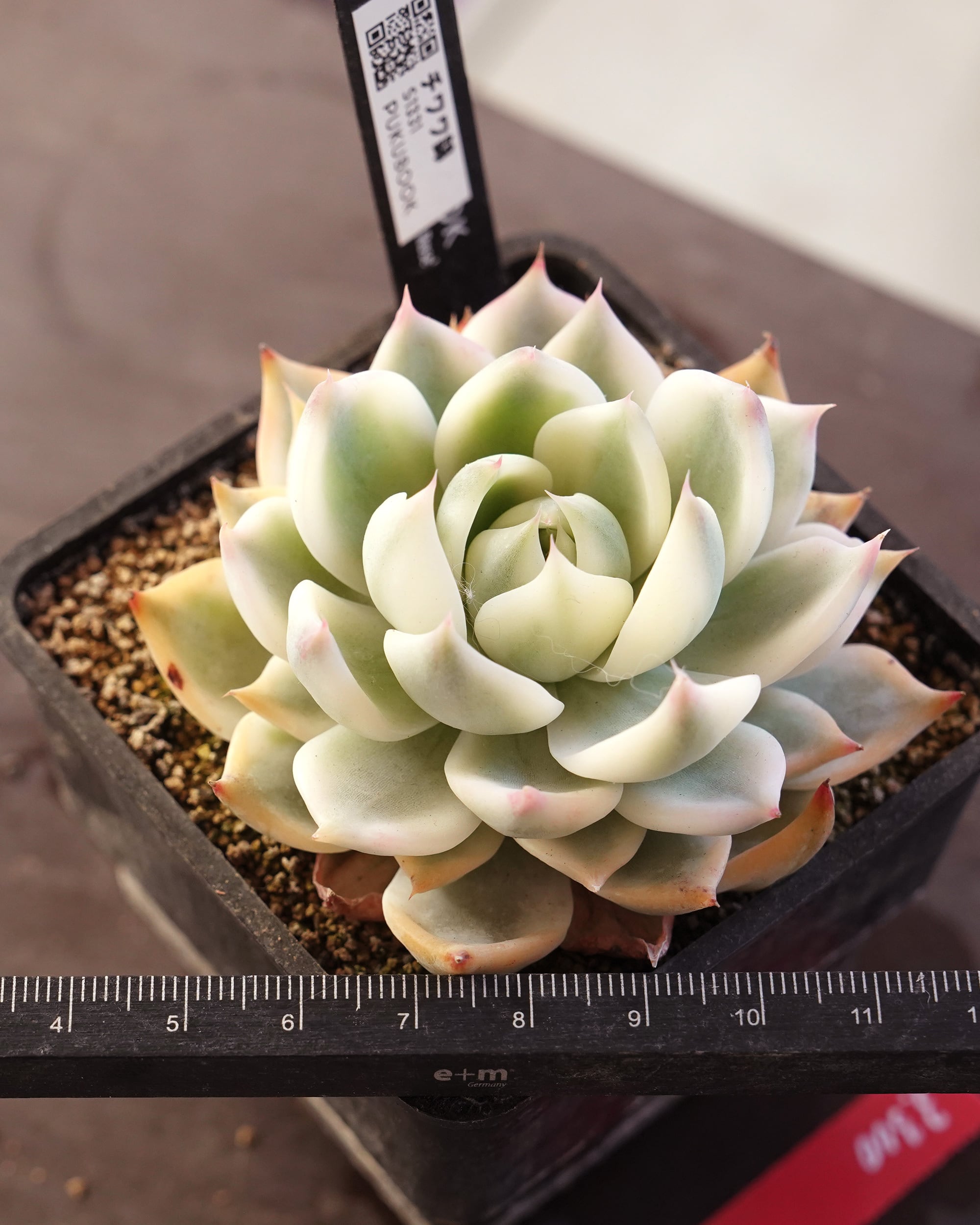 PREMIUM】 鉢植え エケベリア チワワエンシス錦 陰陽 全周斑化【1本