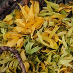 イランイラン・エクストラ・スーペリアＢＩＯ・ＧＣ　精油