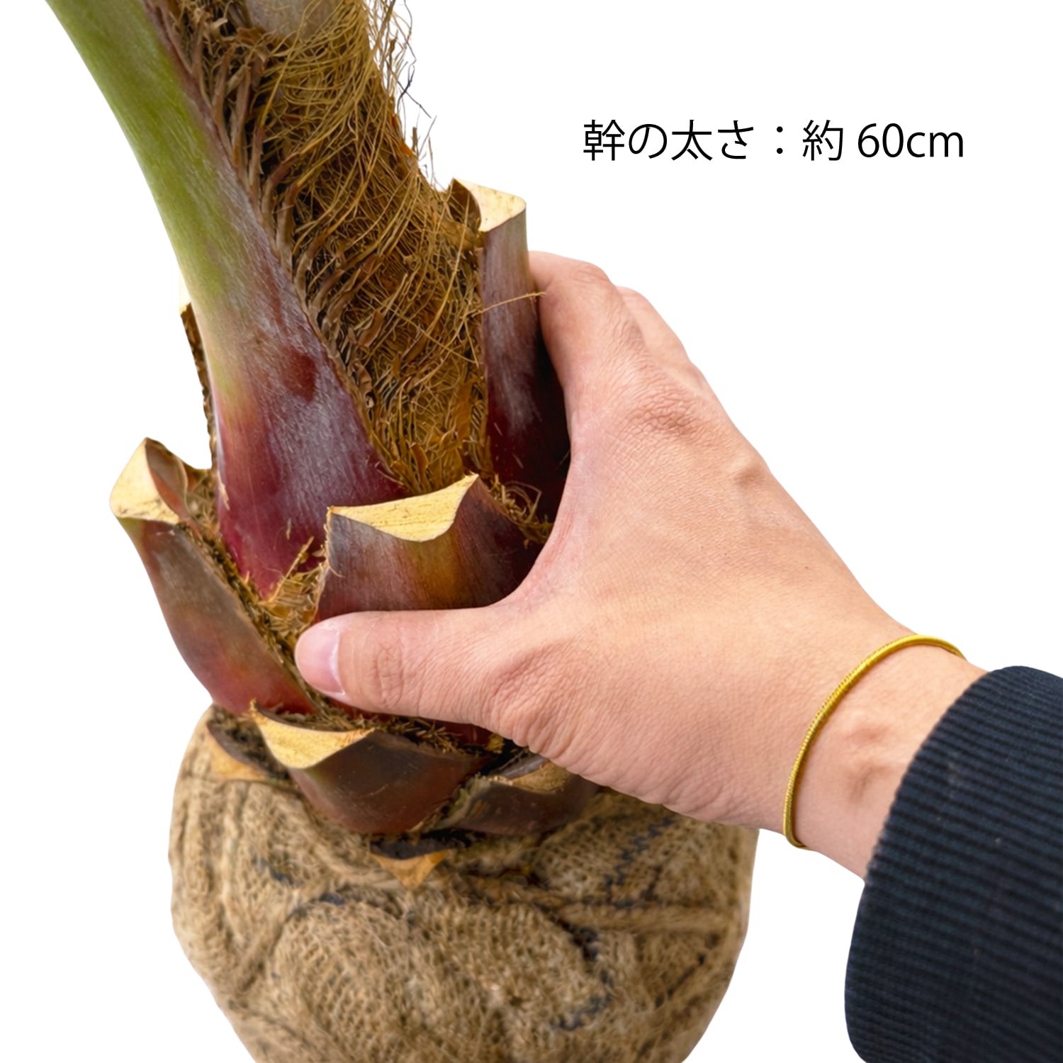 Mサイズ】国産ココスヤシ！お庭にそのまま植えて南国気分を楽しめます