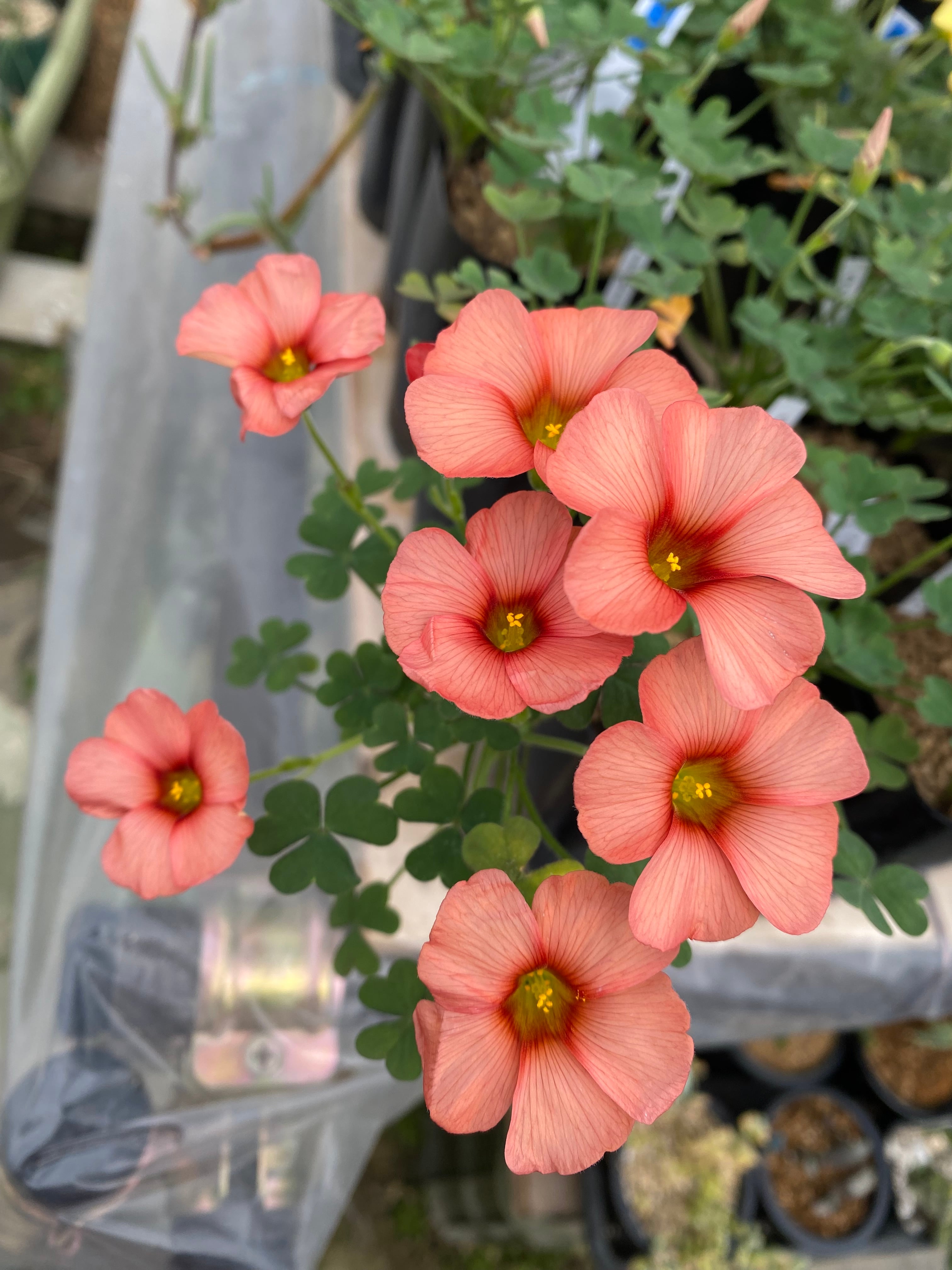 オキザリス・カミエベルゲンシス Oxalis kamiesbergensis