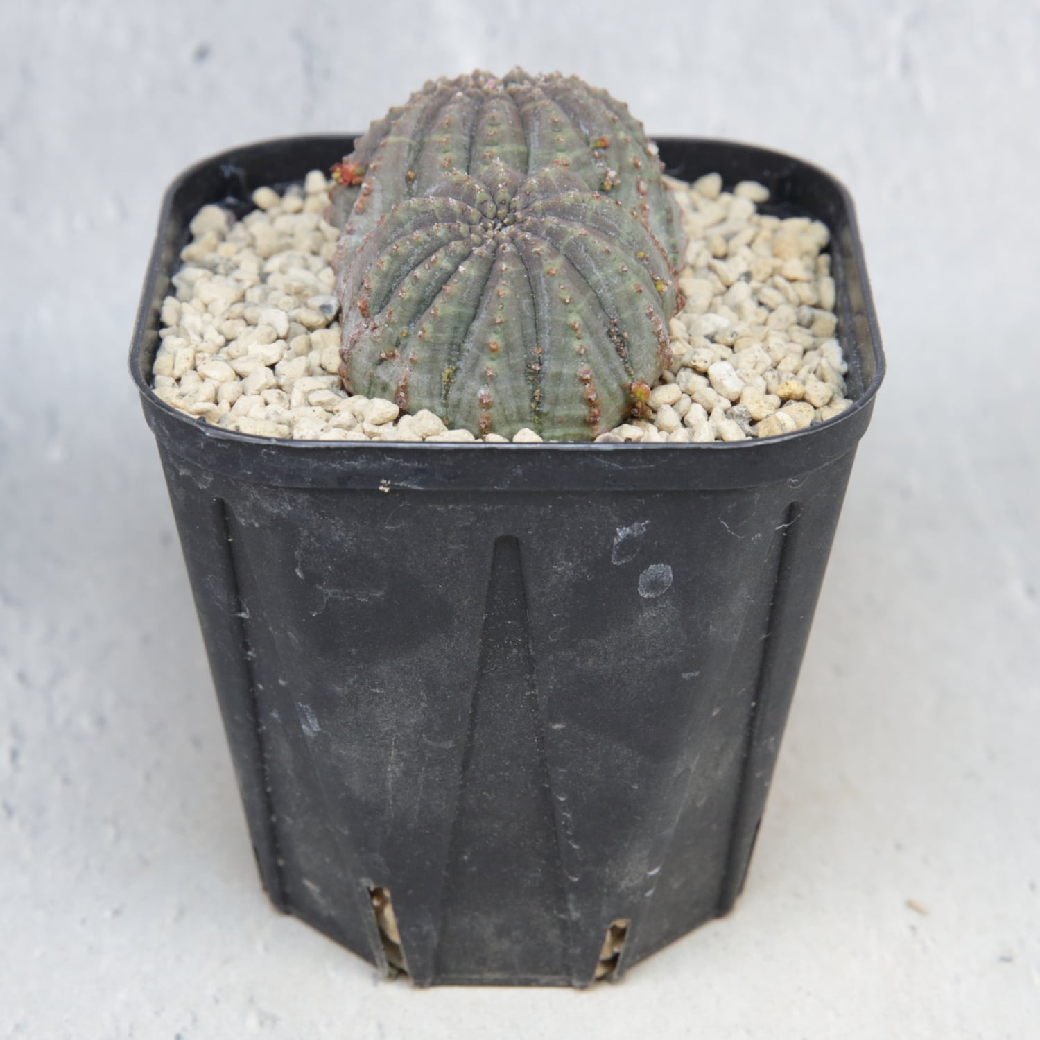 ダブルヘッド 扁平 オベサ / ユーフォルビア 木質化 | LIGHTHOUSE