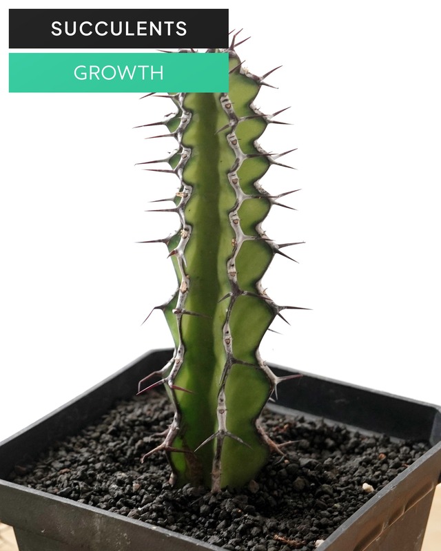 カット苗 ユーフォルビア ゾウトパンスベルゲンシス M Euphorbia zoutpansbergensis