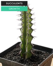 カット苗 ユーフォルビア ゾウトパンスベルゲンシス M Euphorbia zoutpansbergensis
