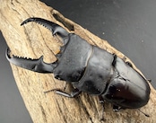 《パラワンオオヒラタ マンタリンガハン産 101.5mm ペア》