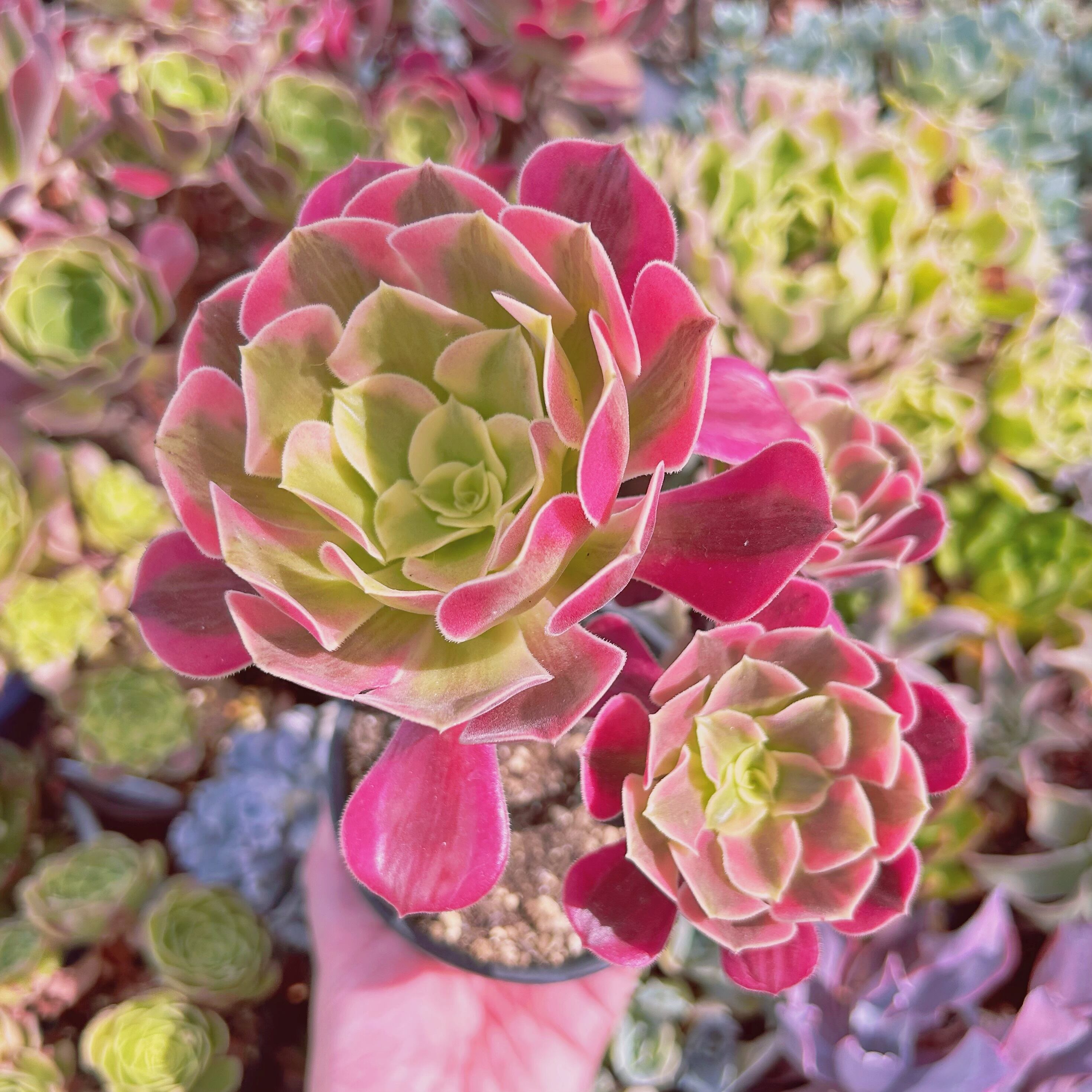 現物　多肉植物　 Aeonium メデューサ  　抜き苗