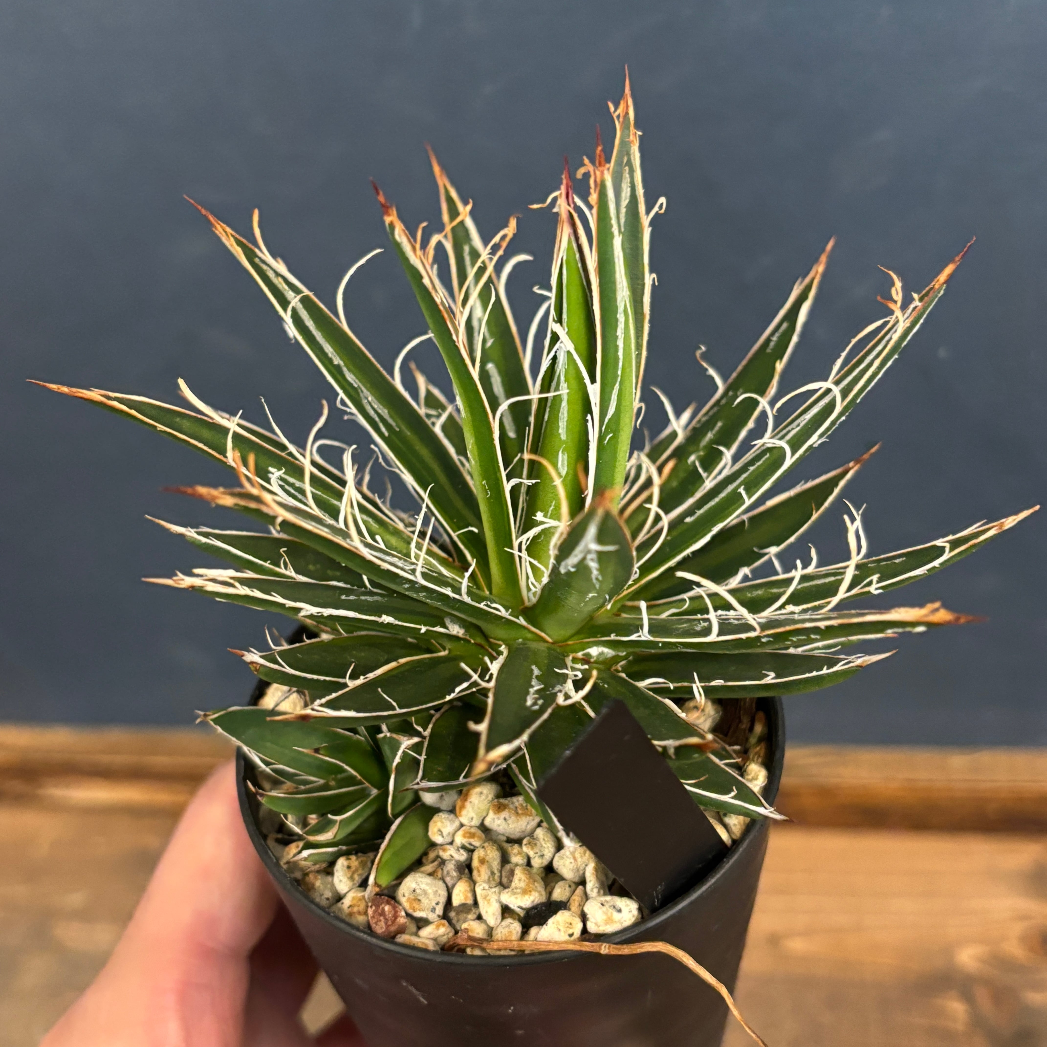 アガベ シジゲラ SUNDANCE【555】 | PROTOLEAF プロトリーフ