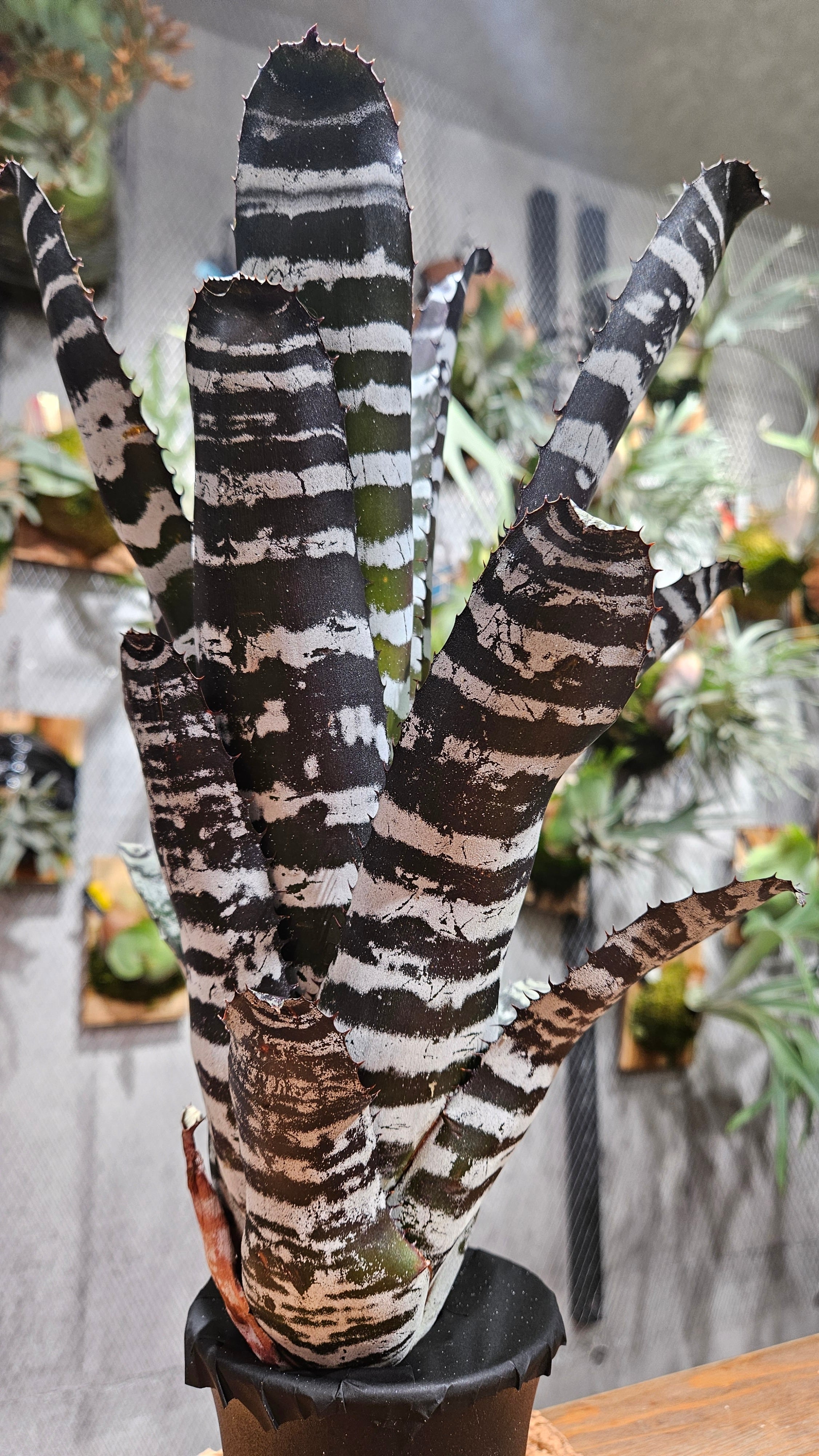 Aechmea Chantinii Black zombie 【artPLANTs/PLANTS GARAGE