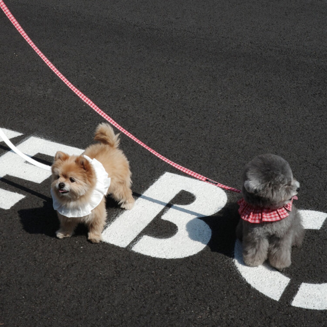 【予約】[ OHDIBS ] CAPENESS leash｜NO.18 _White - 5
