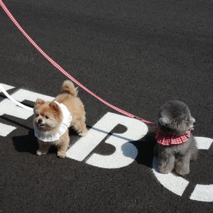 【予約】[ OHDIBS ] CAPENESS leash｜NO.18 _White
