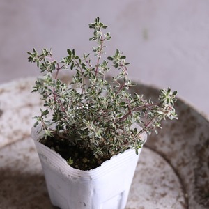 モンディマンシェ　ハーブ　 シルバータイム　宿根草|寄せ植えにオススメ　カラーリーフ　庭、花壇にオススメ　丈夫　初心者にオススメ　