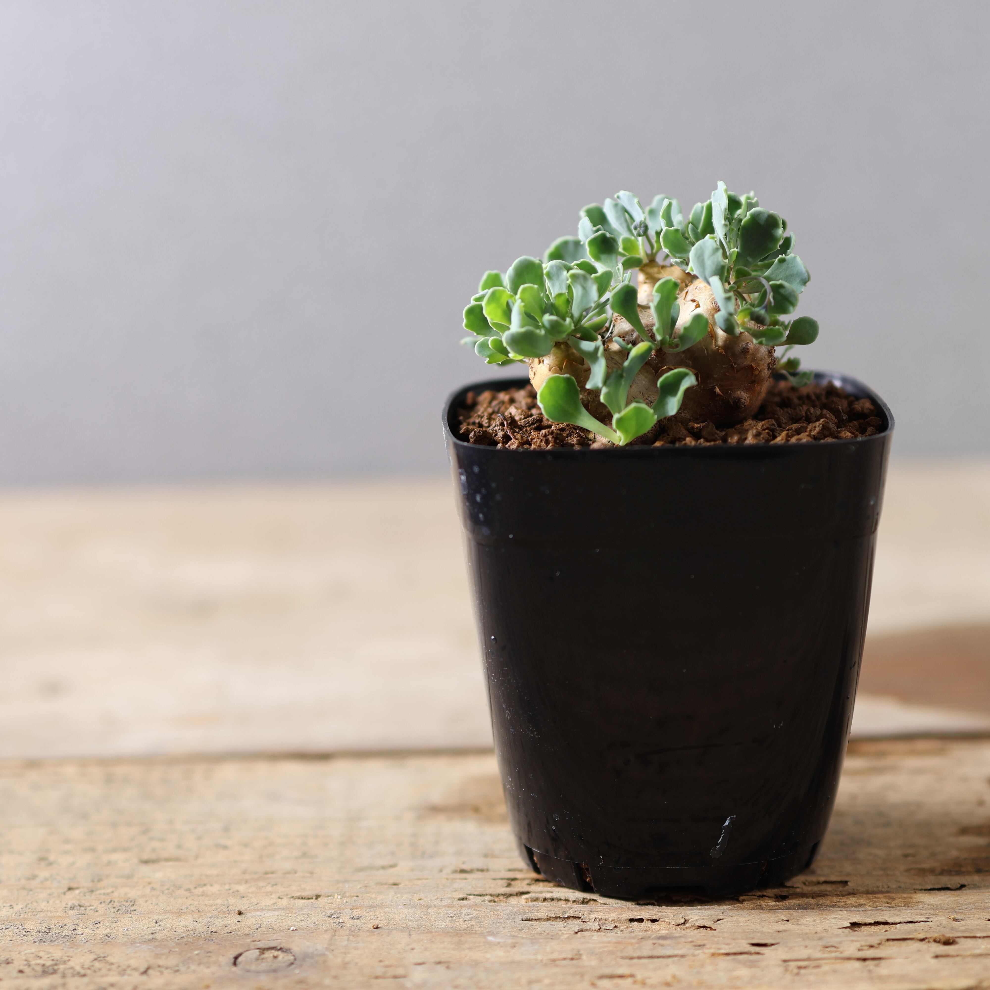 504『オトンナ カカリオイデス』 観葉植物【送料無料】 | MARX PLANTS