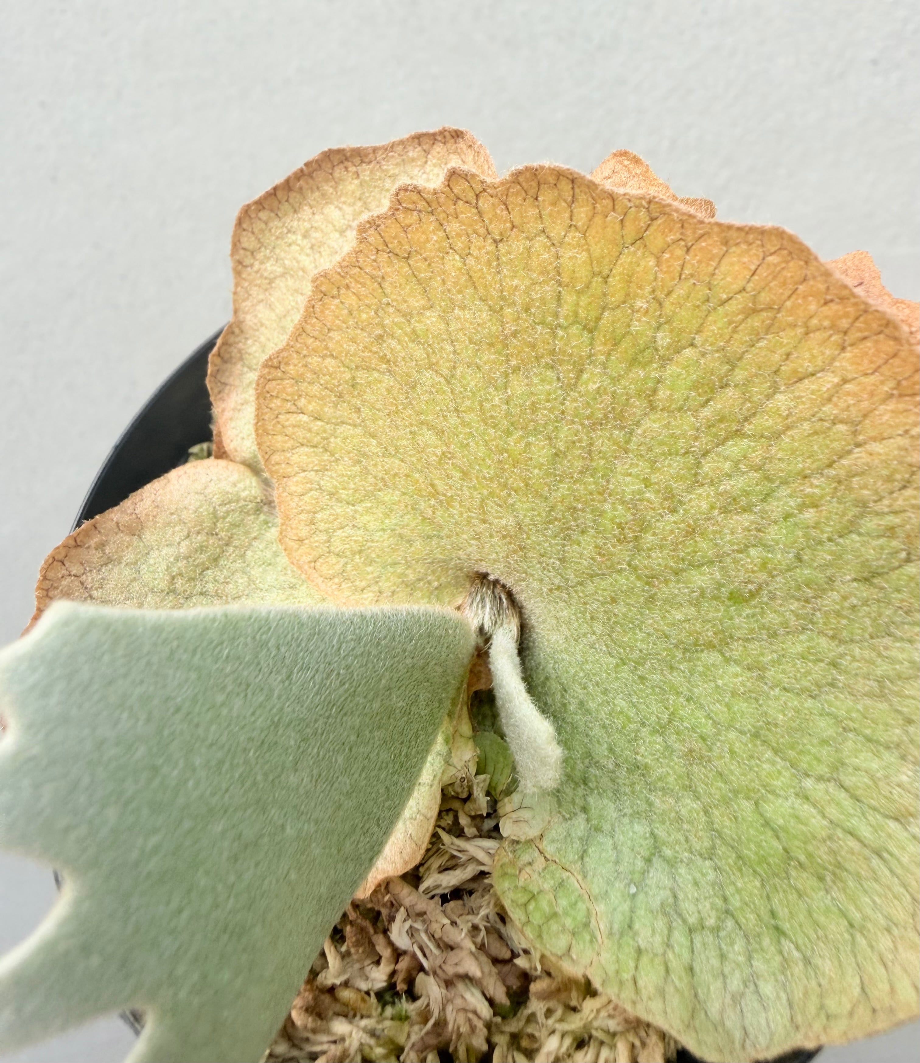 c) P. willinckii '金童' spore grown ① (Golden Boy) ビカクシダ
