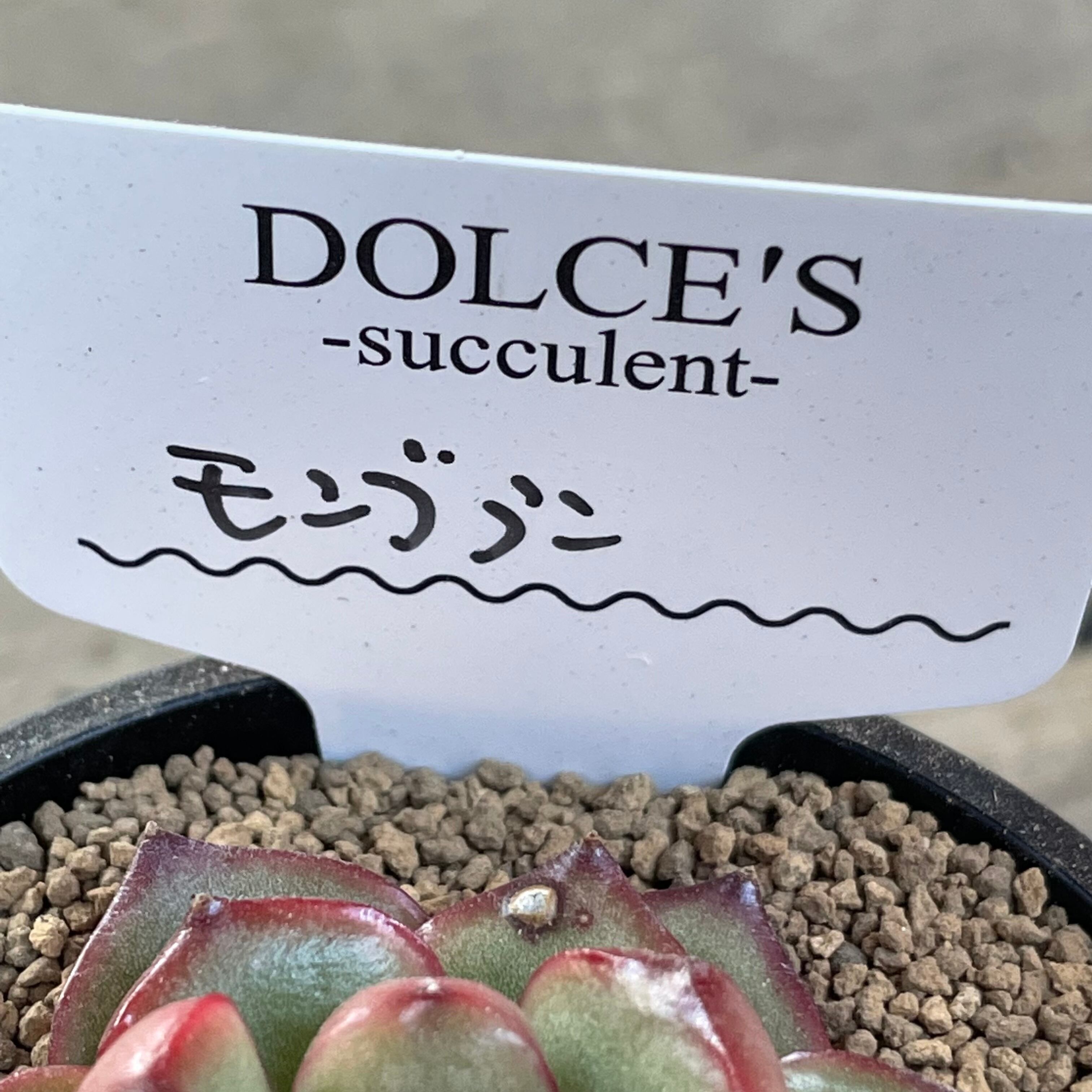 モンブラン | RuPo 多肉植物専門店