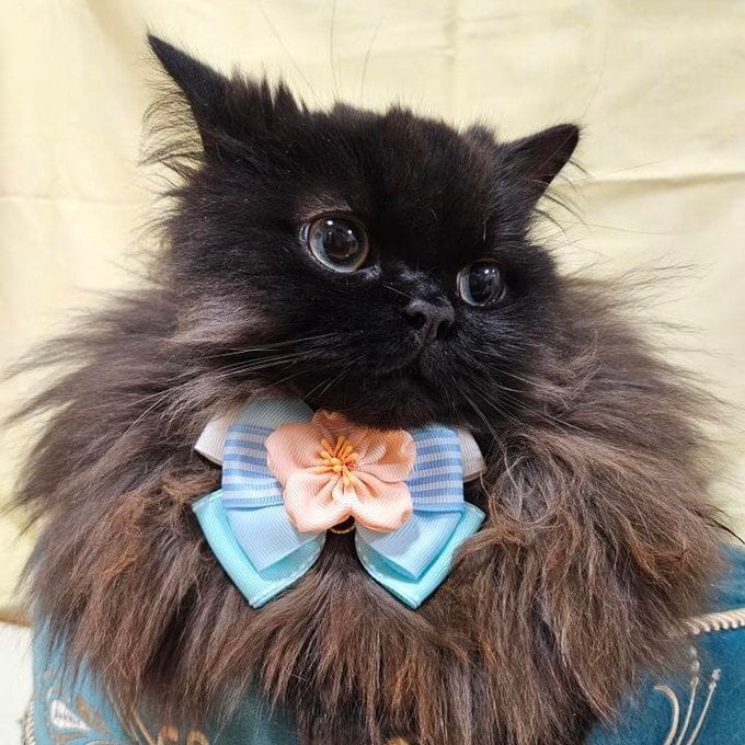 レースフラワー柄(ブラック)わんちゃん猫ちゃん用首輪 レースフラワー柄(ブラック)わんちゃん猫ちゃん用首輪