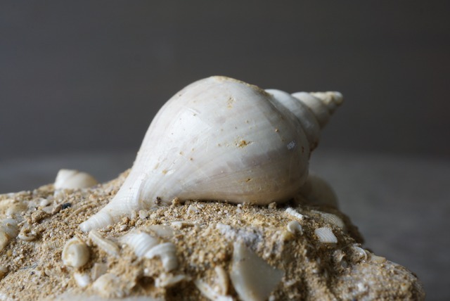 フランス産巻貝化石 Sycum bulbiforme 1273