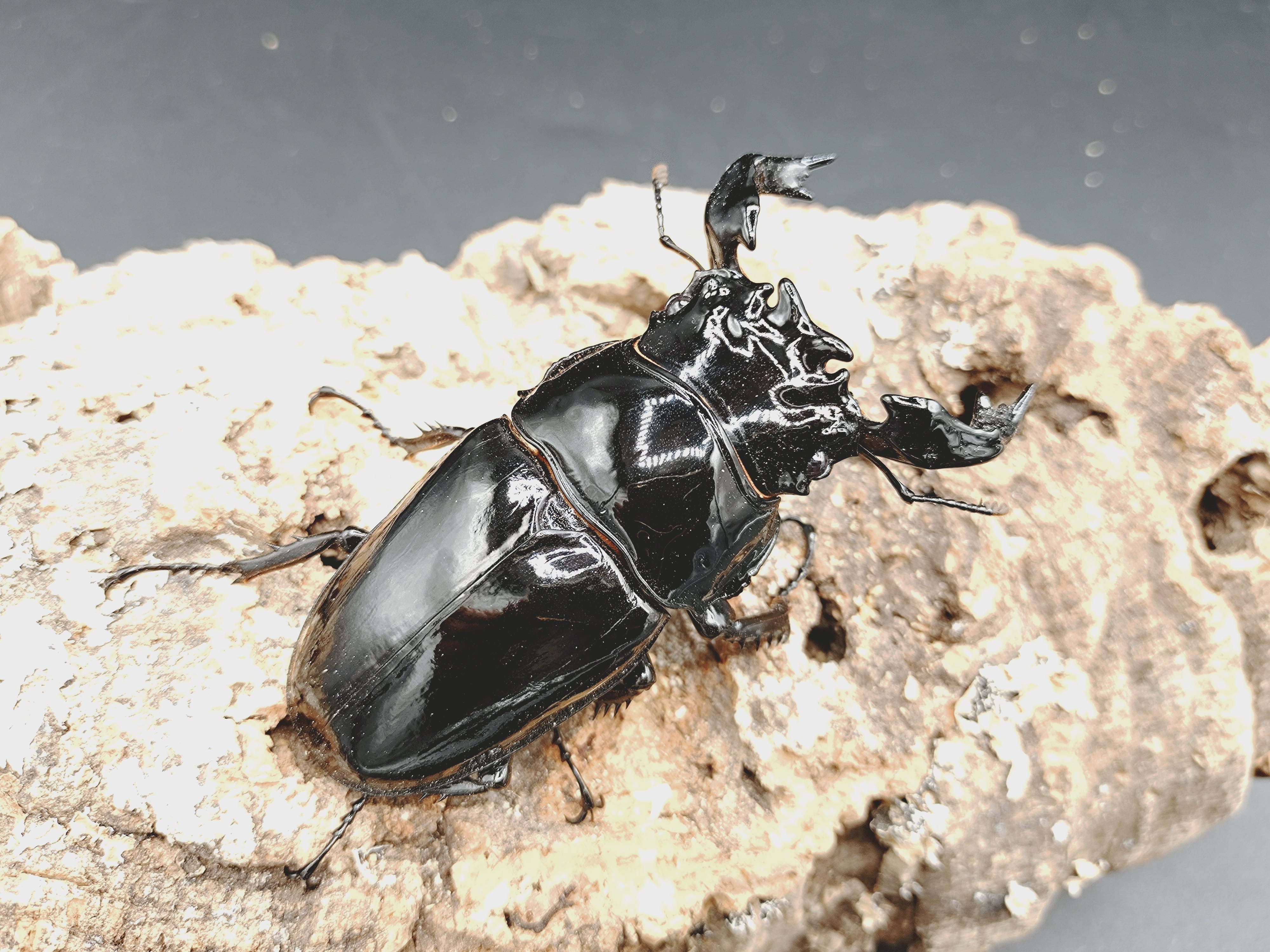 クワガタムシ | クワガタムシ・カブトムシ専門ショップ CIEL
