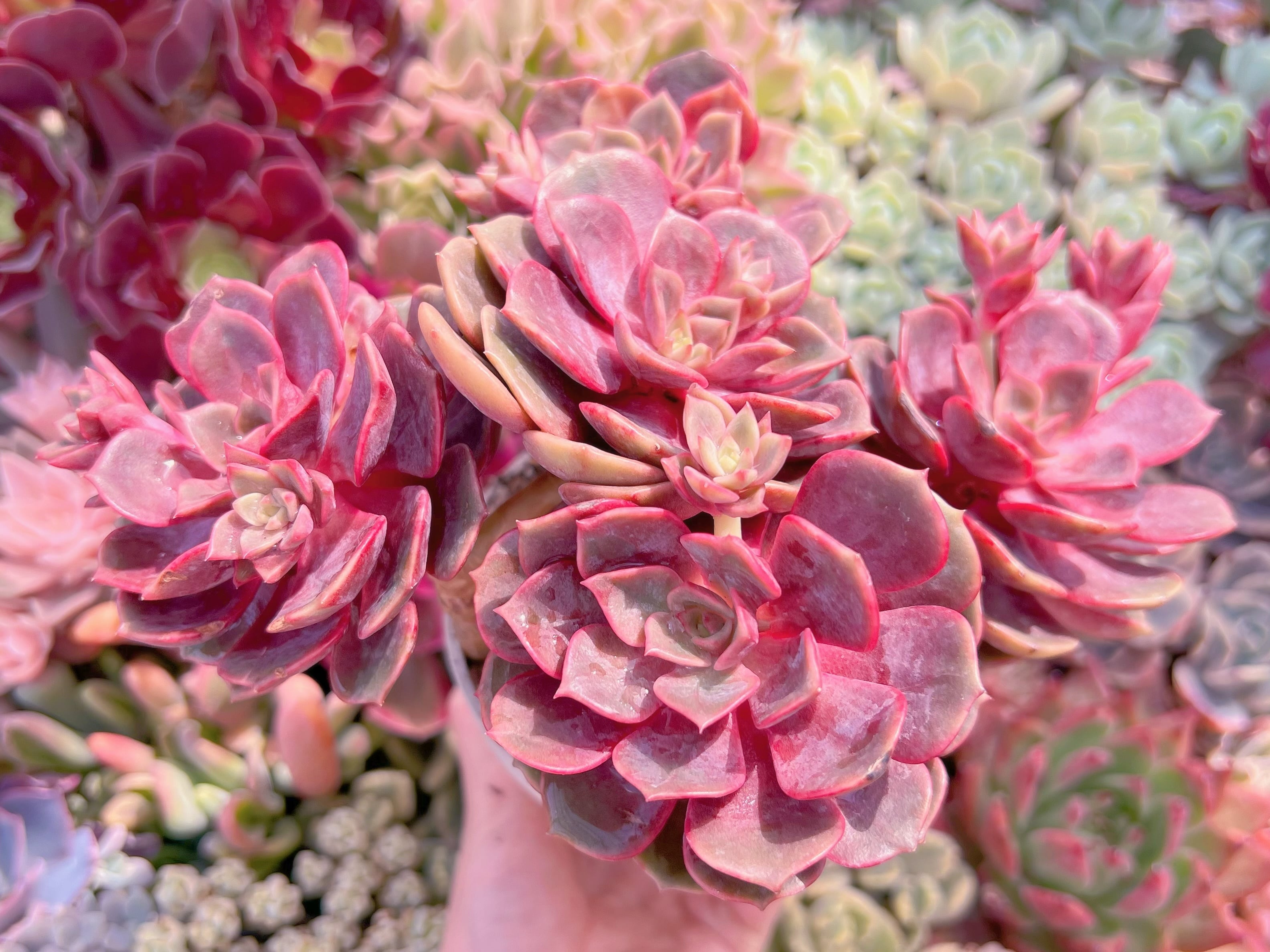 現品　ゼスター#680   特大群生　新入荷　るる農園