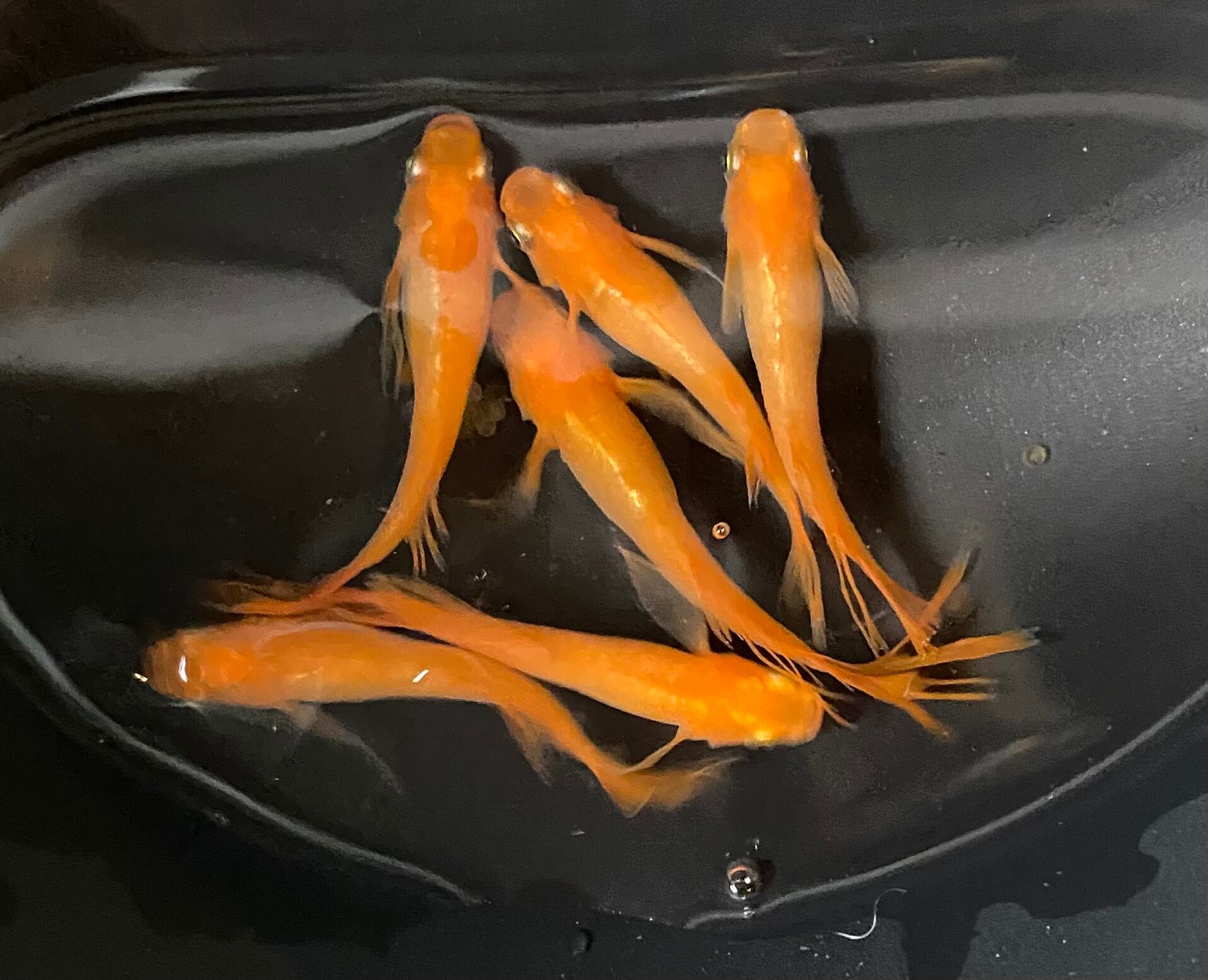レッドクリフ紅白若魚6匹セット | メダカ専門店 Todo-Fish